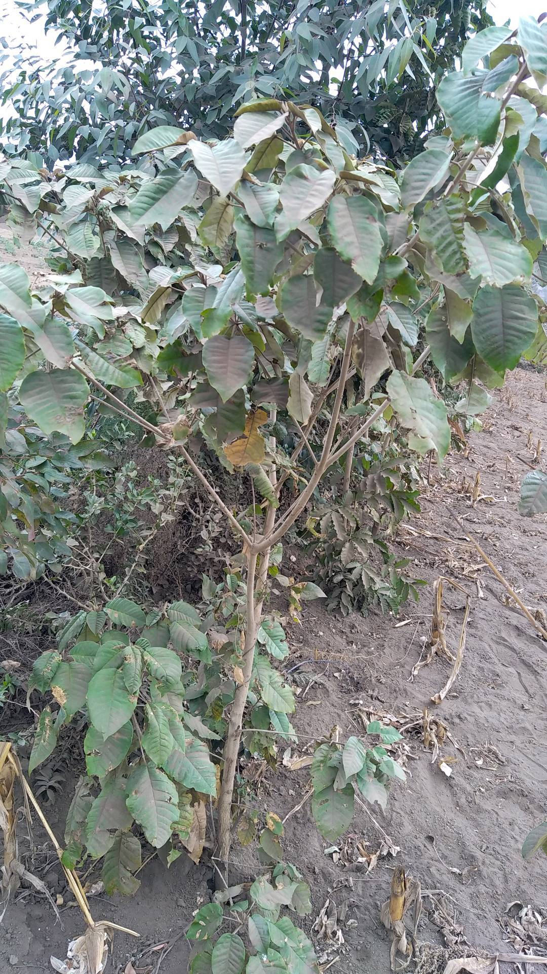 tree