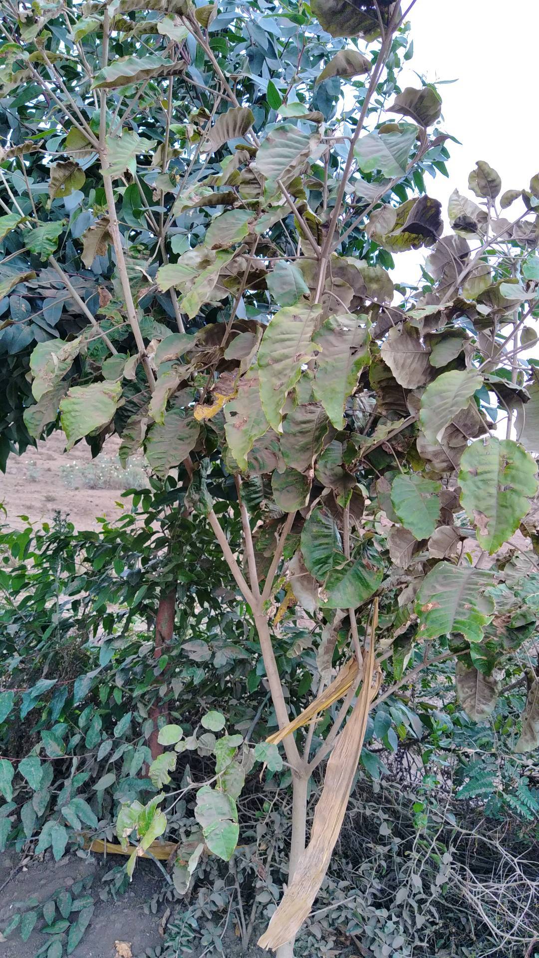 tree