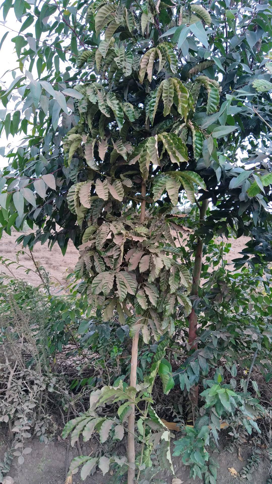 tree