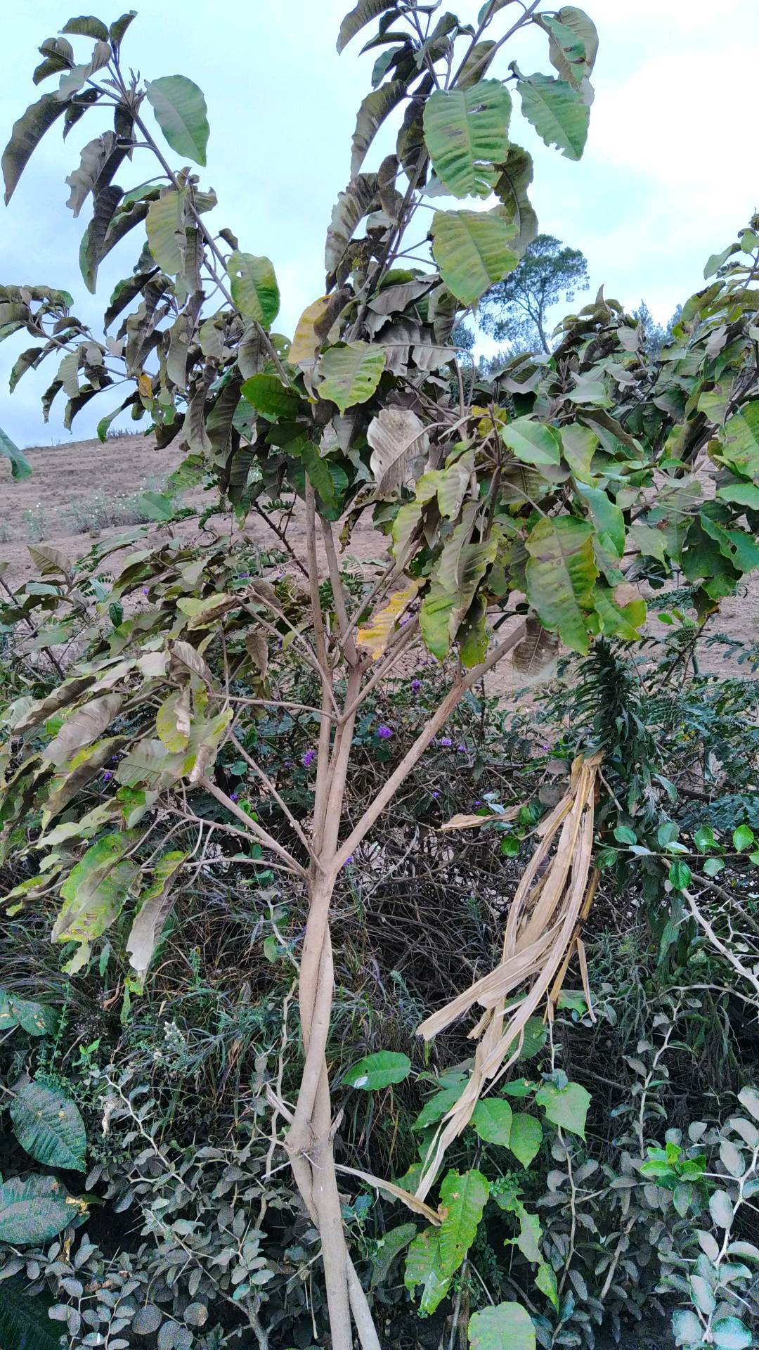 tree