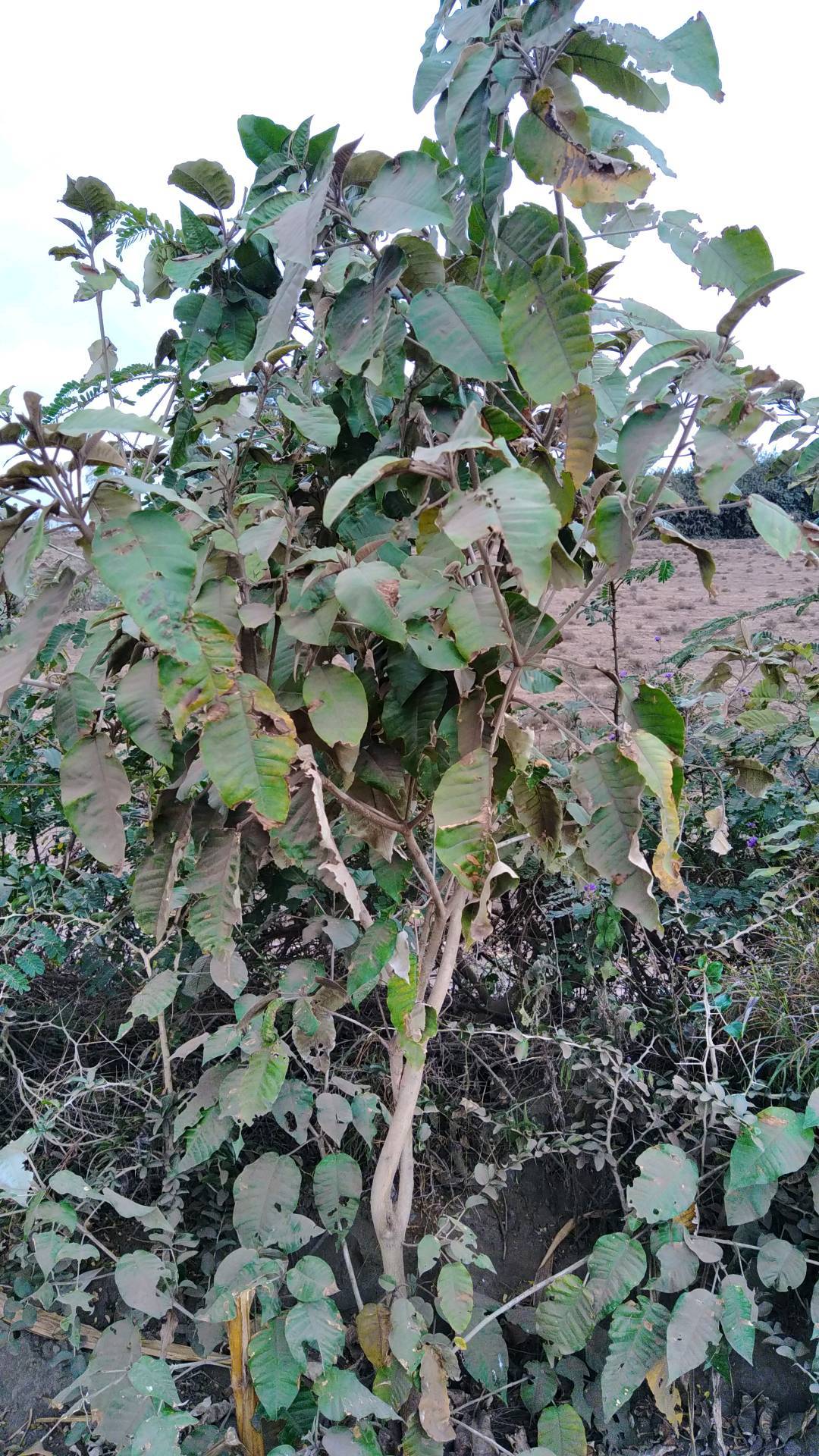 tree