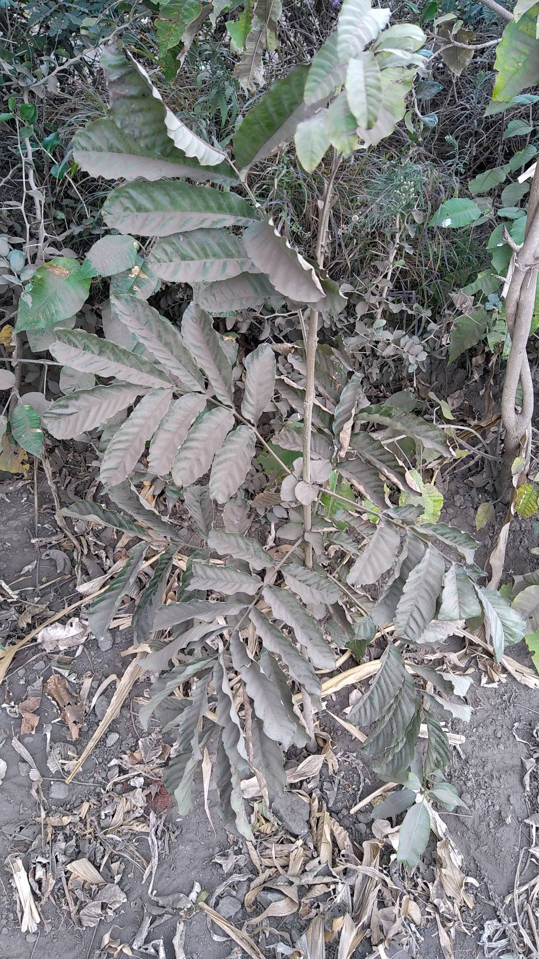 tree