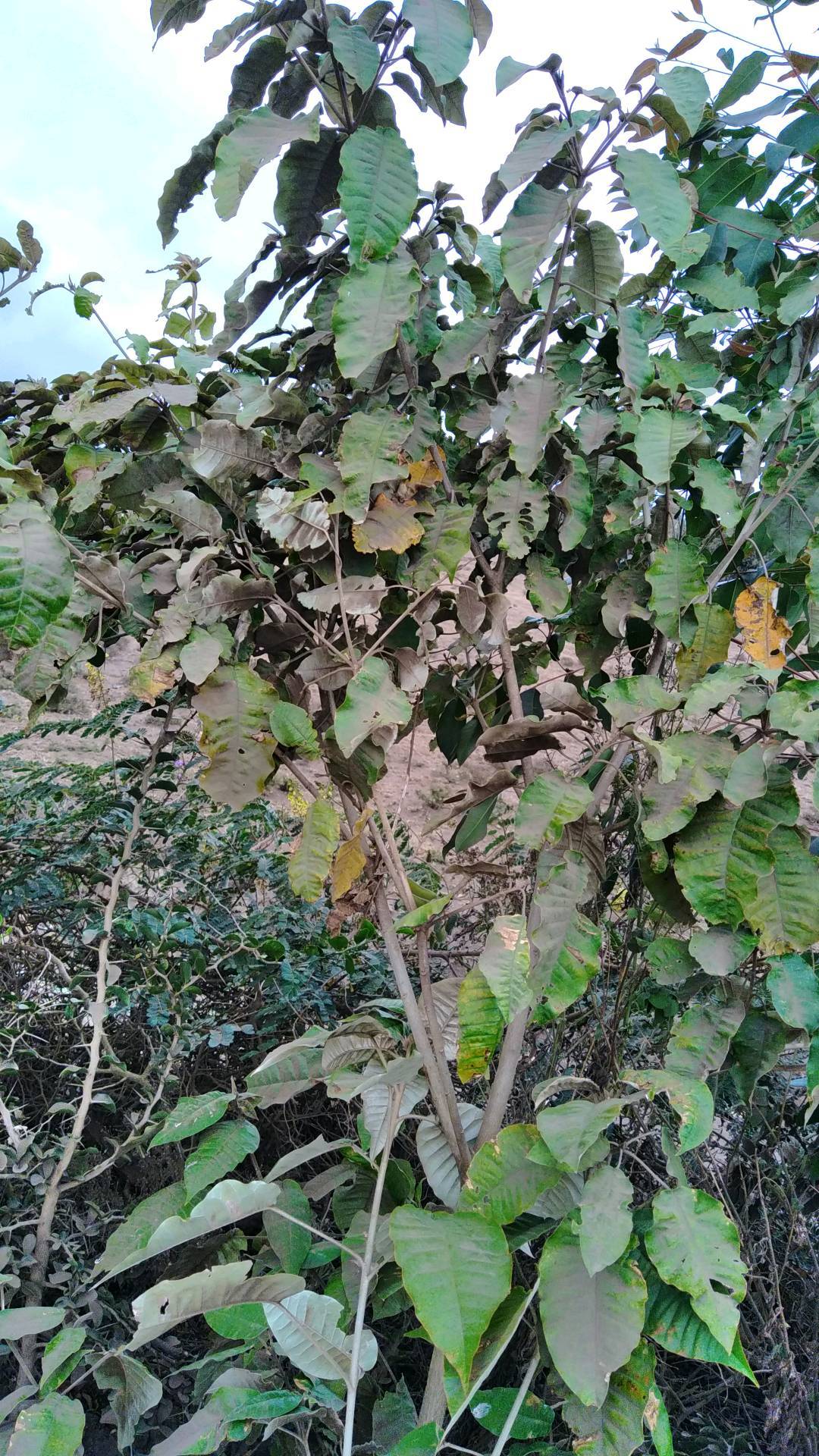 tree