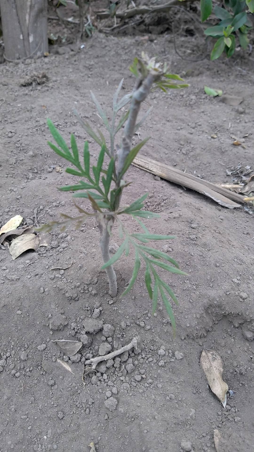 tree