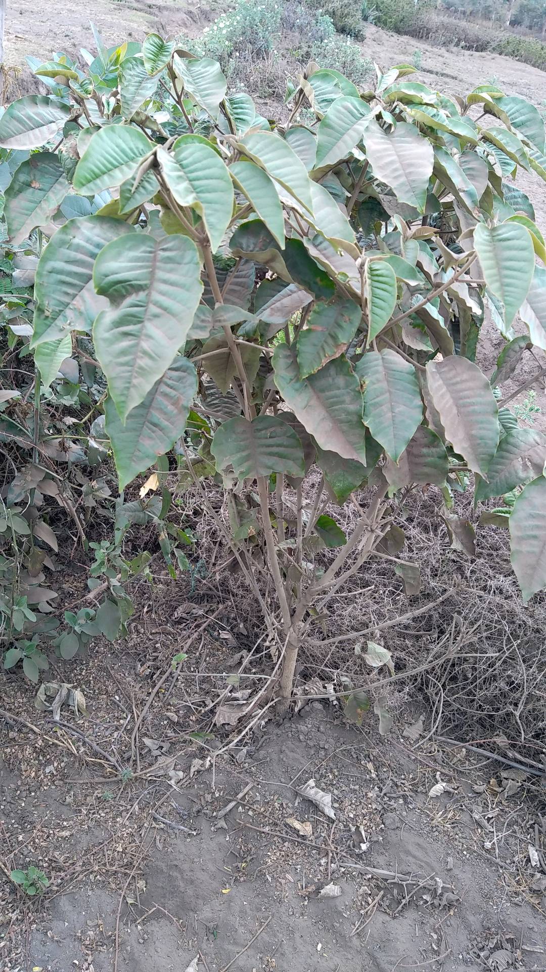 tree