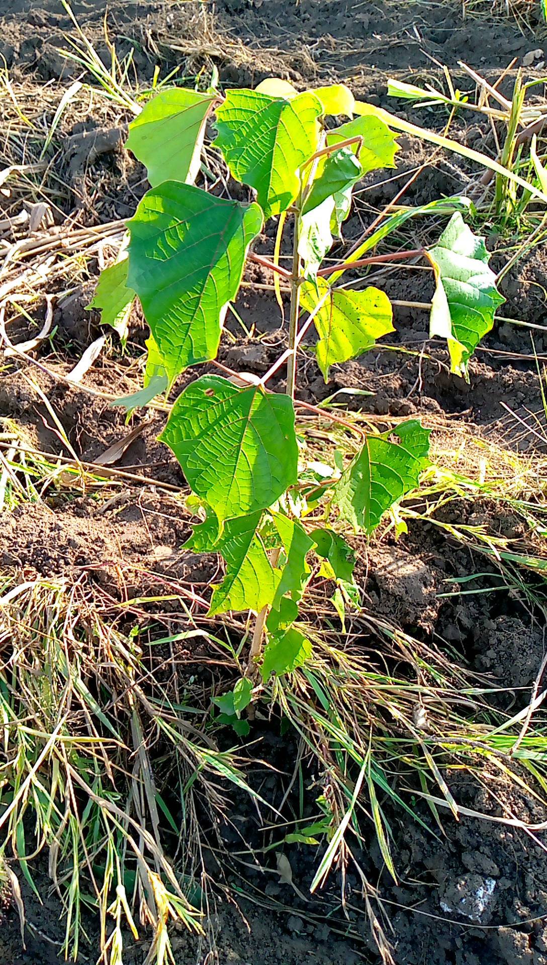 tree