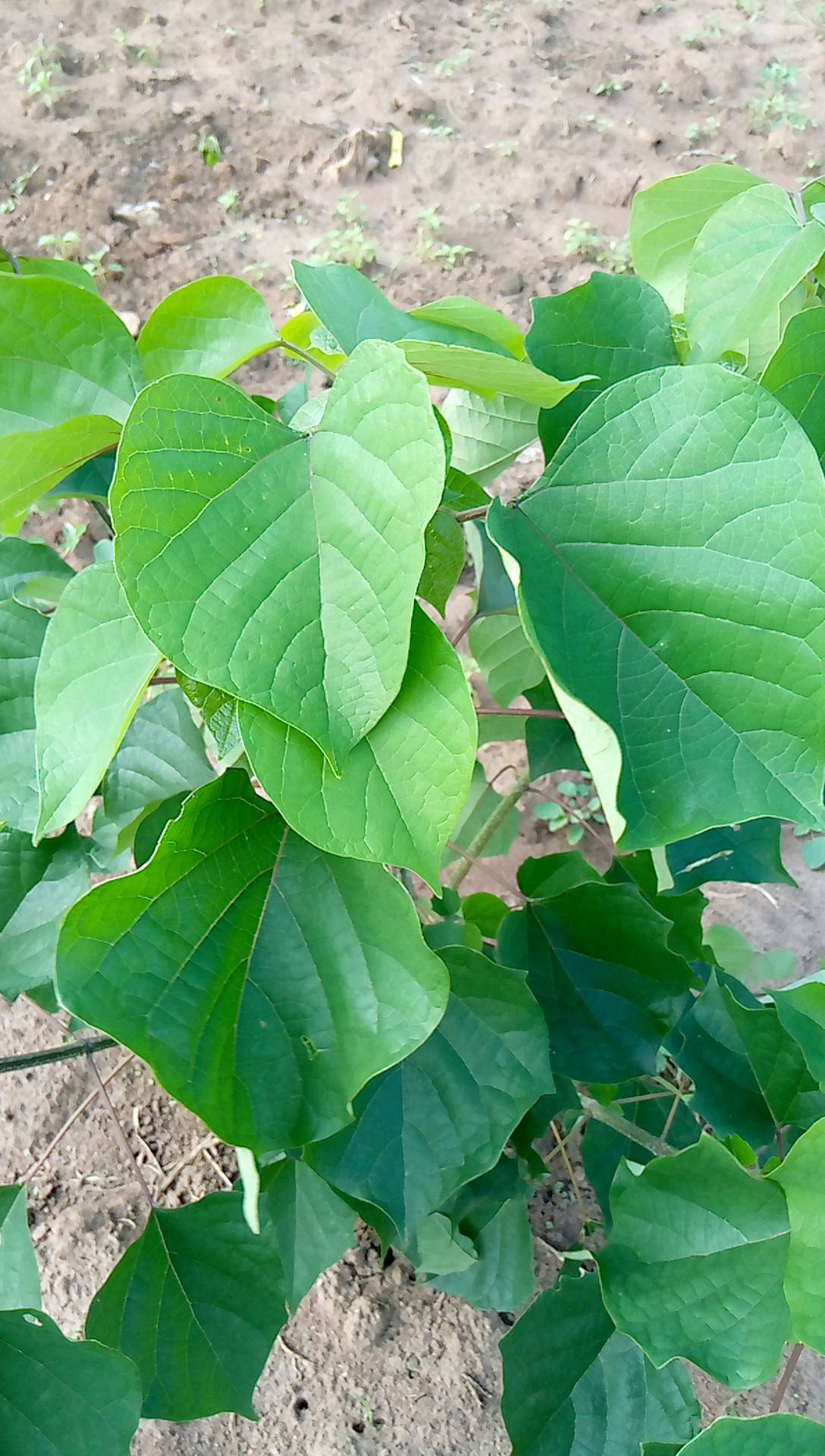 tree