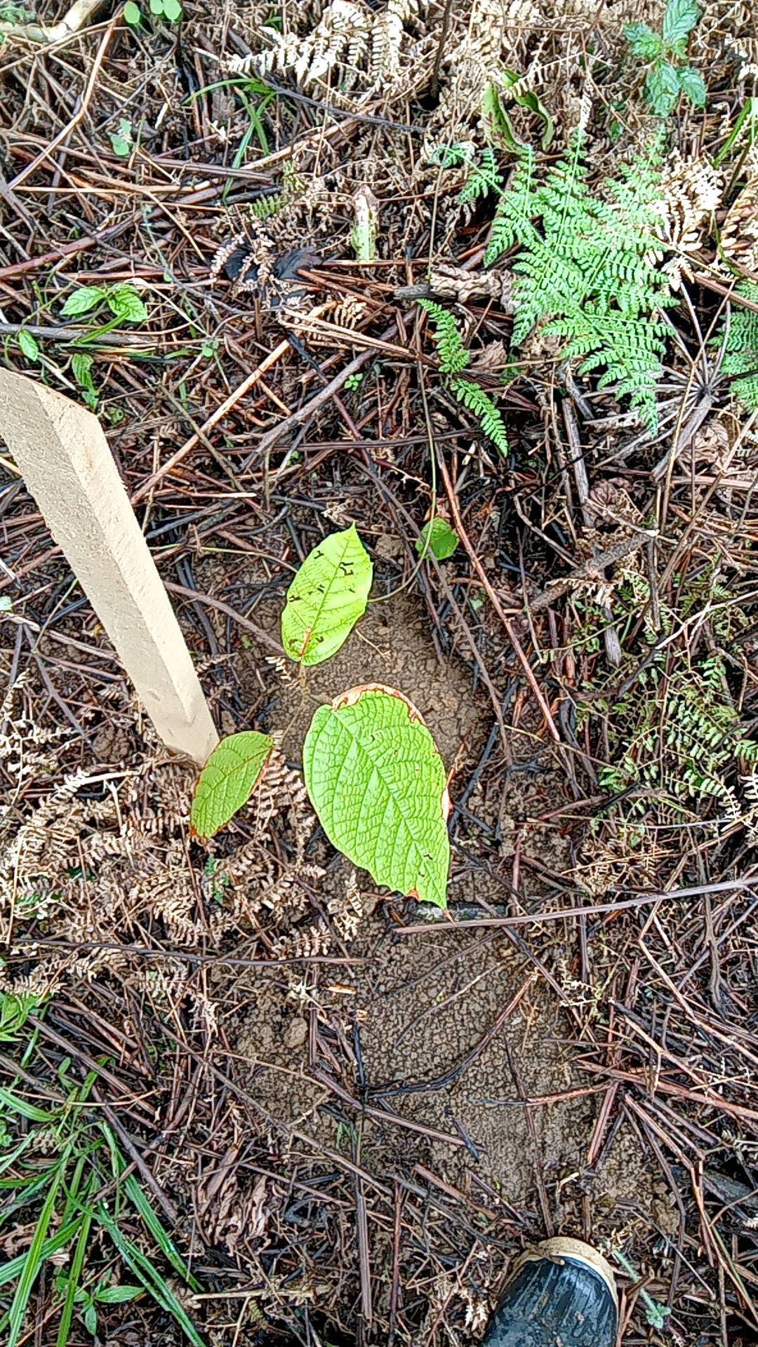 tree