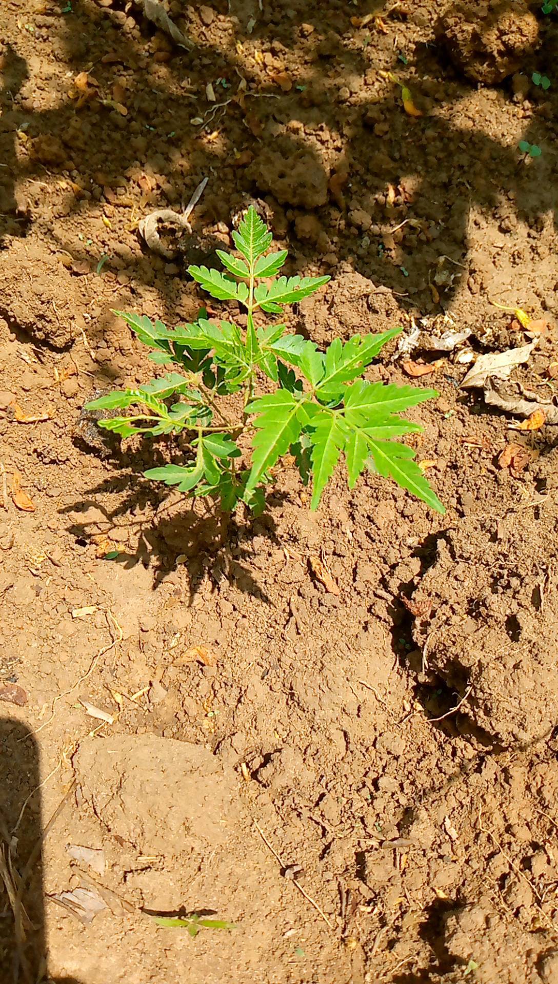 tree
