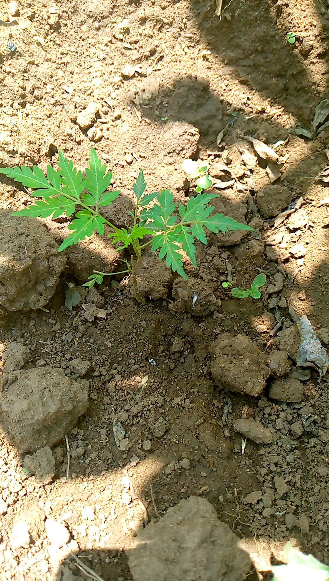tree