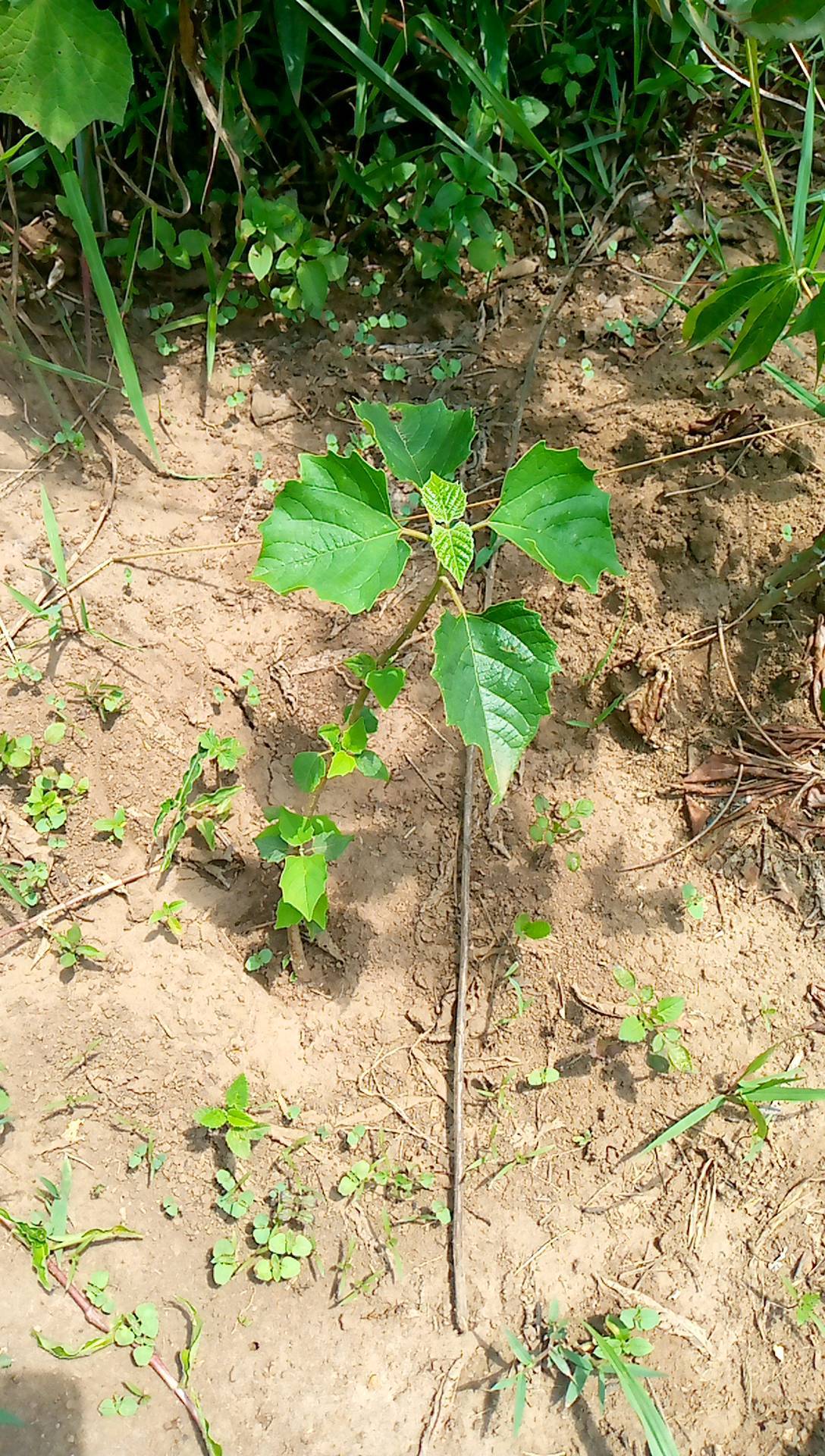 tree