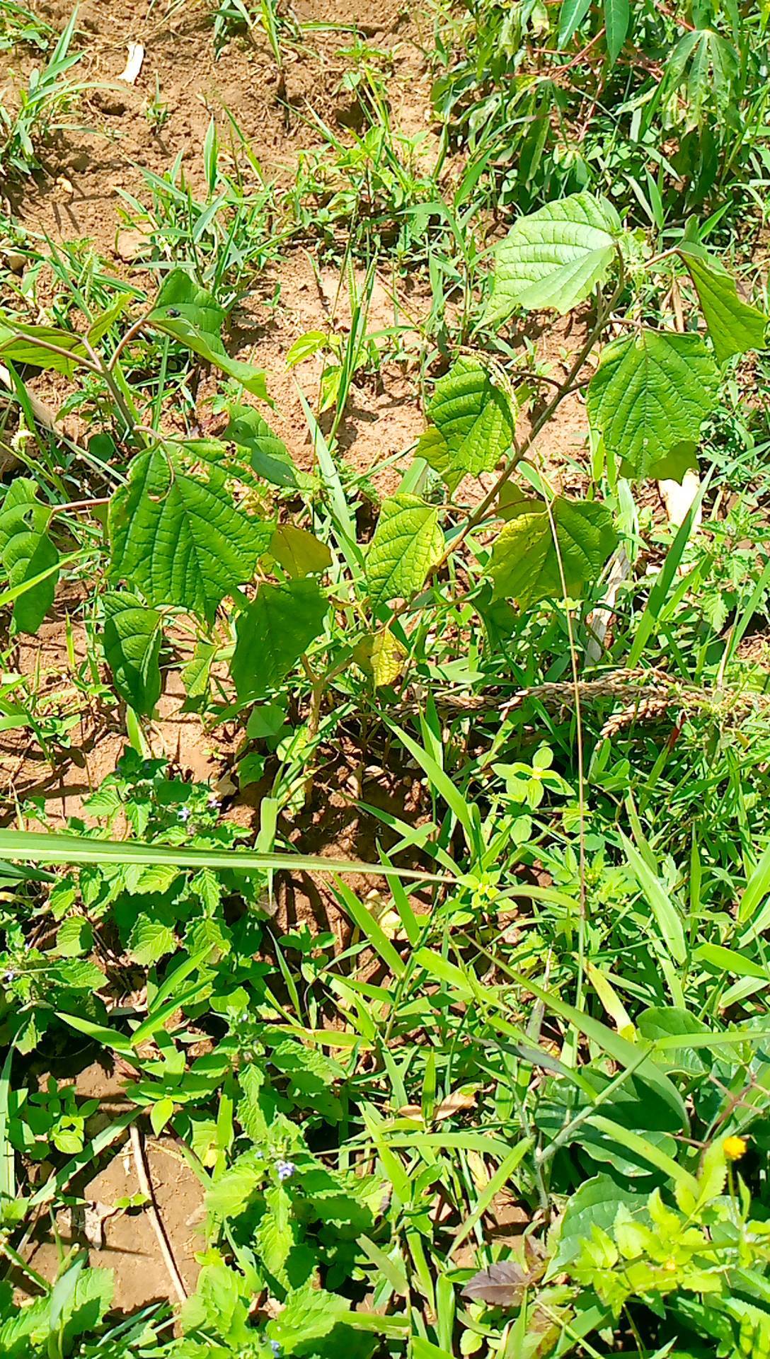 tree