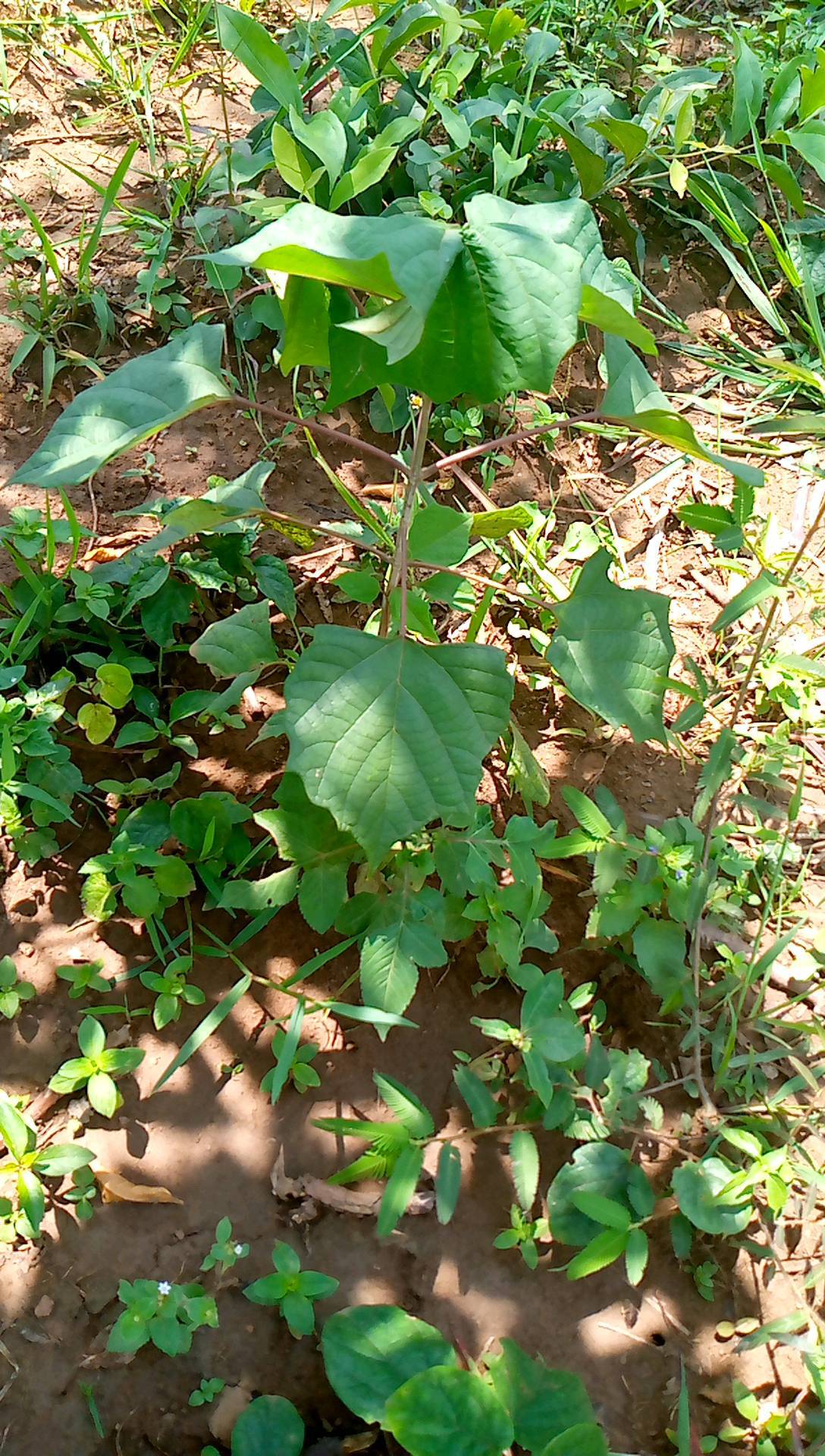 tree