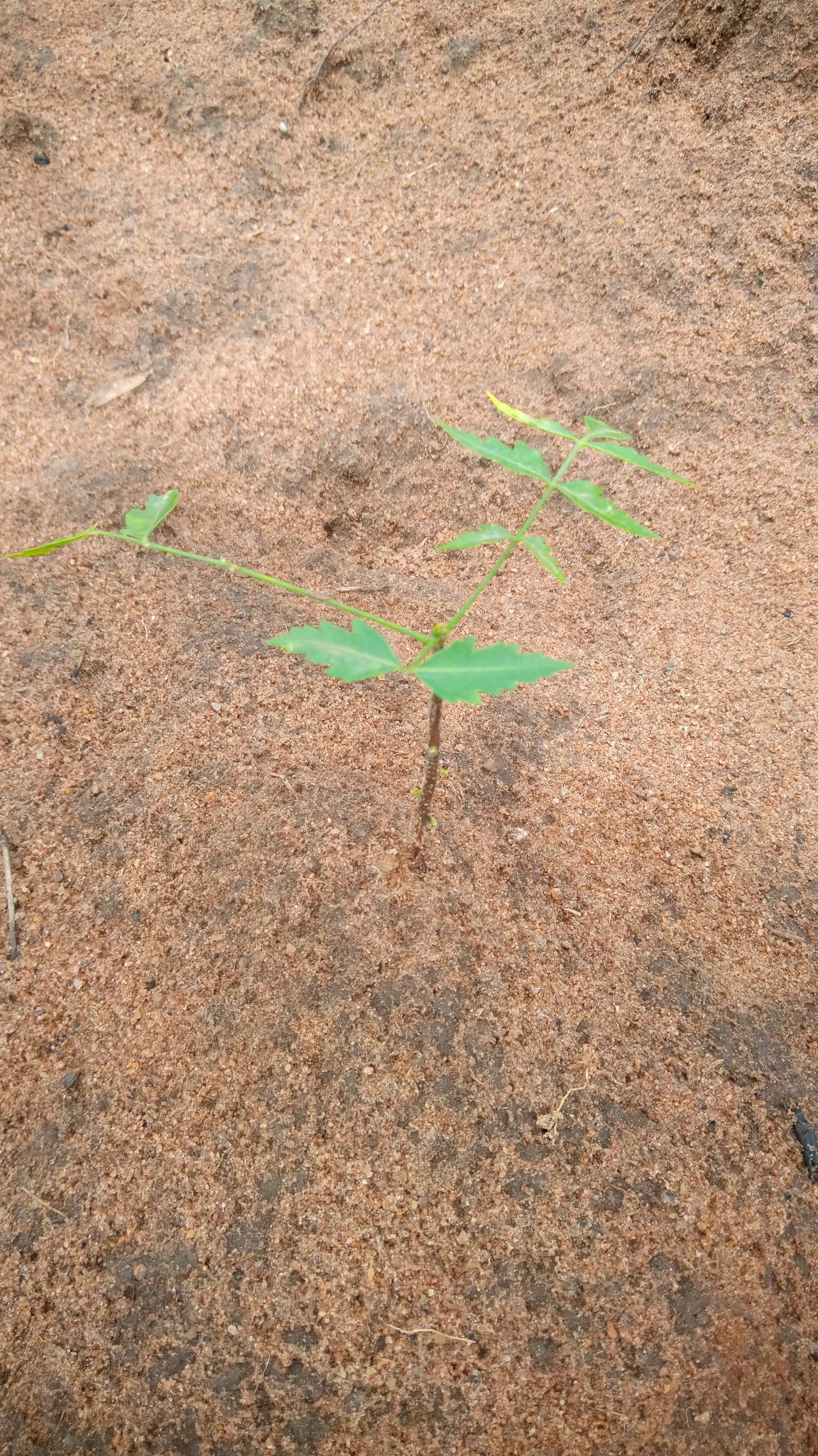 tree