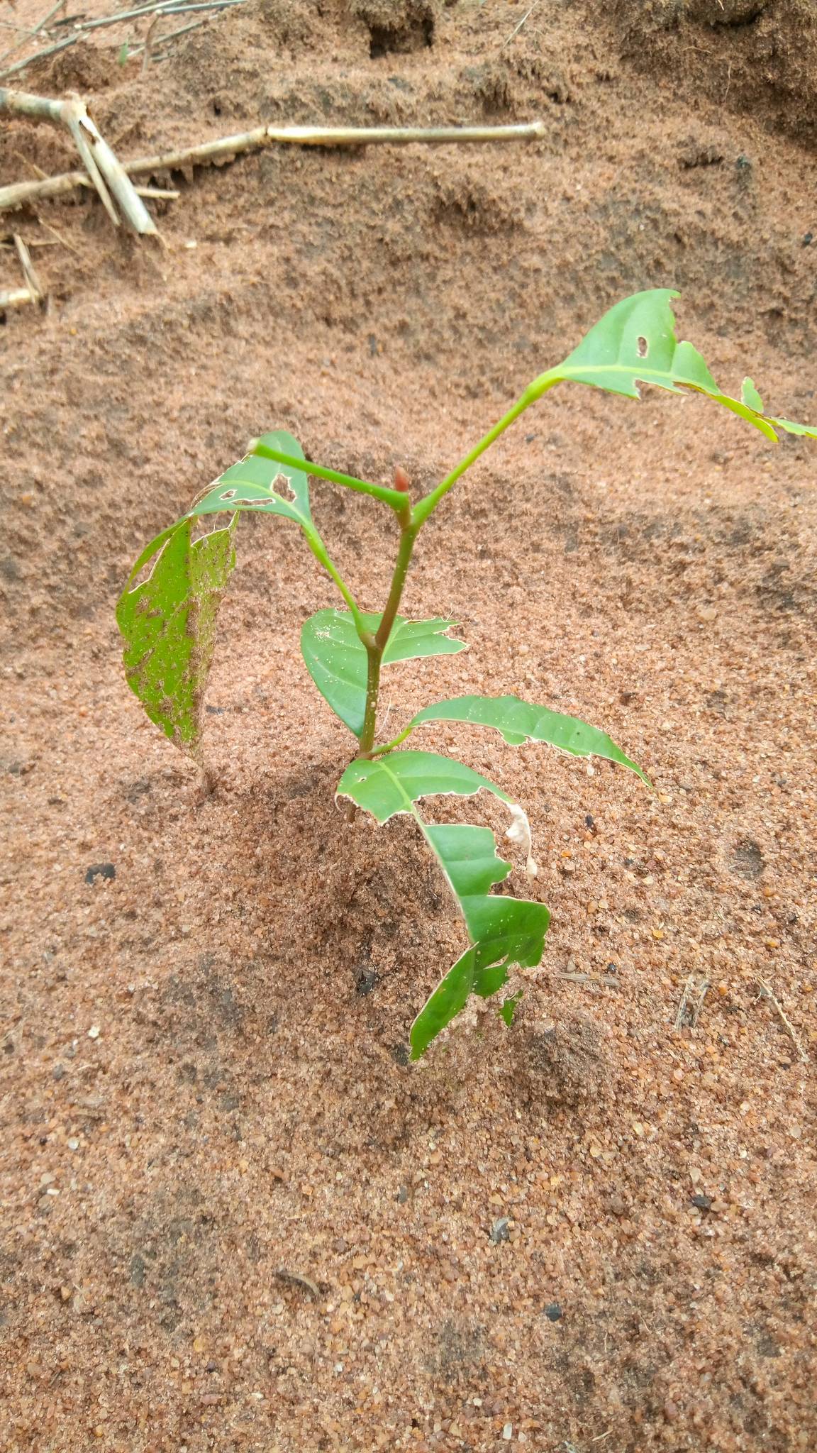 tree