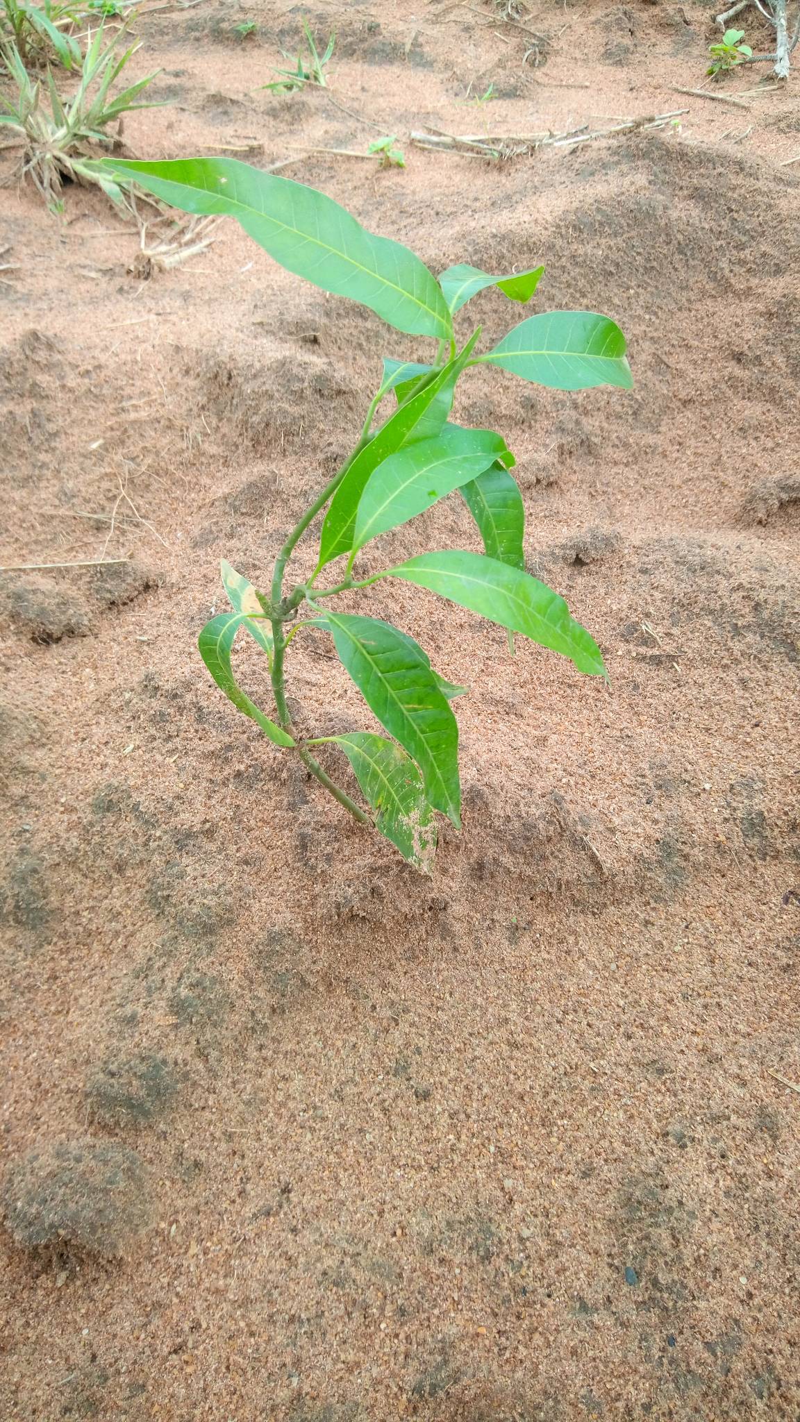 tree