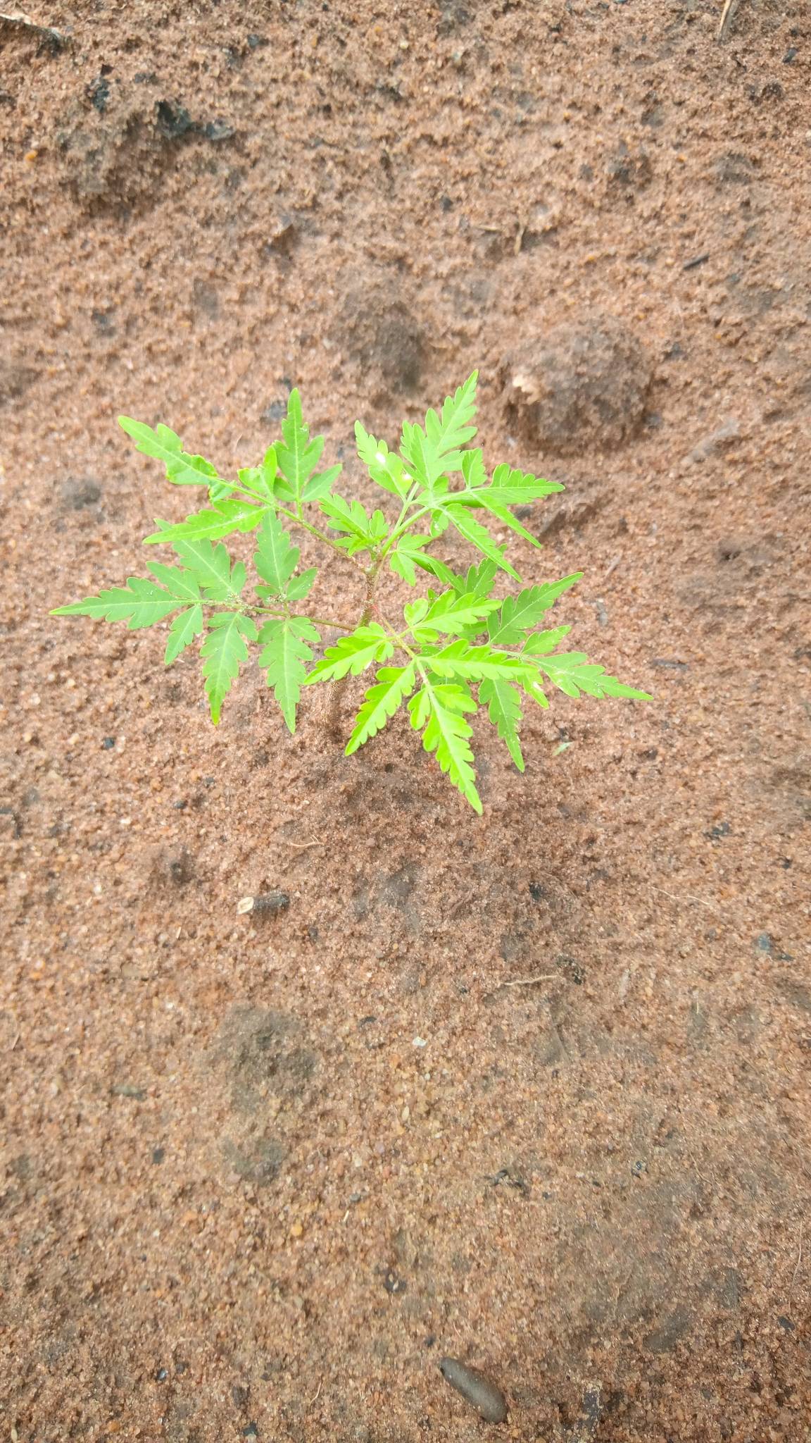 tree