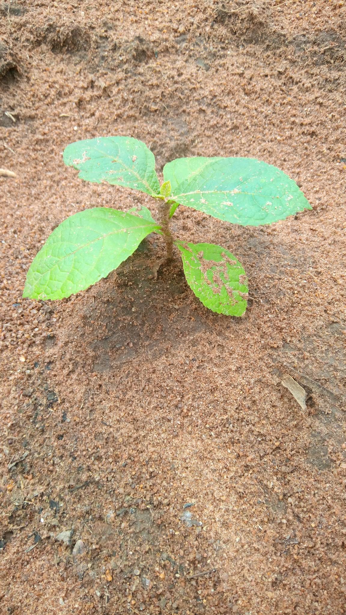 tree