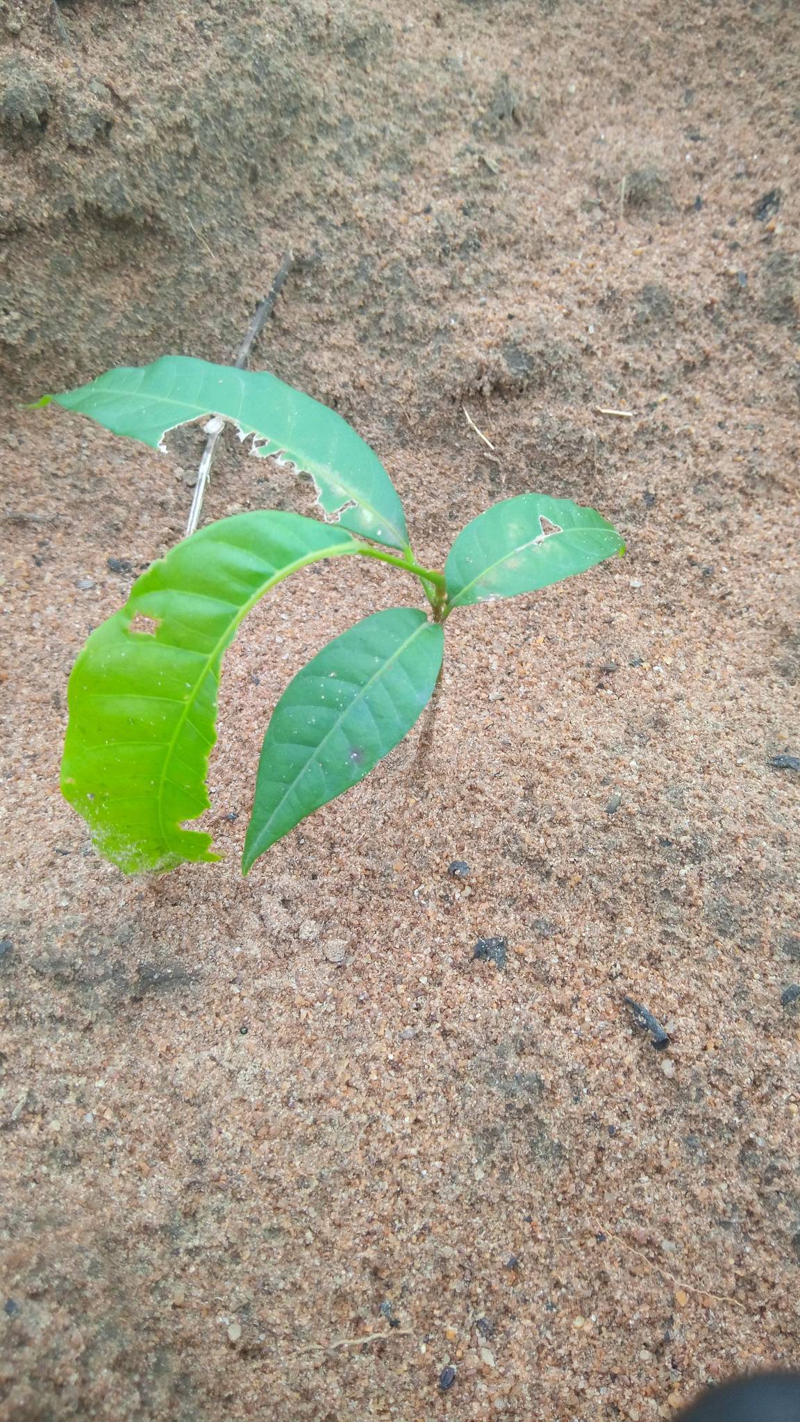 tree
