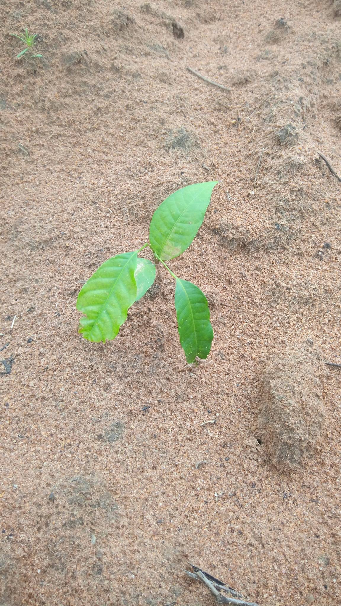 tree