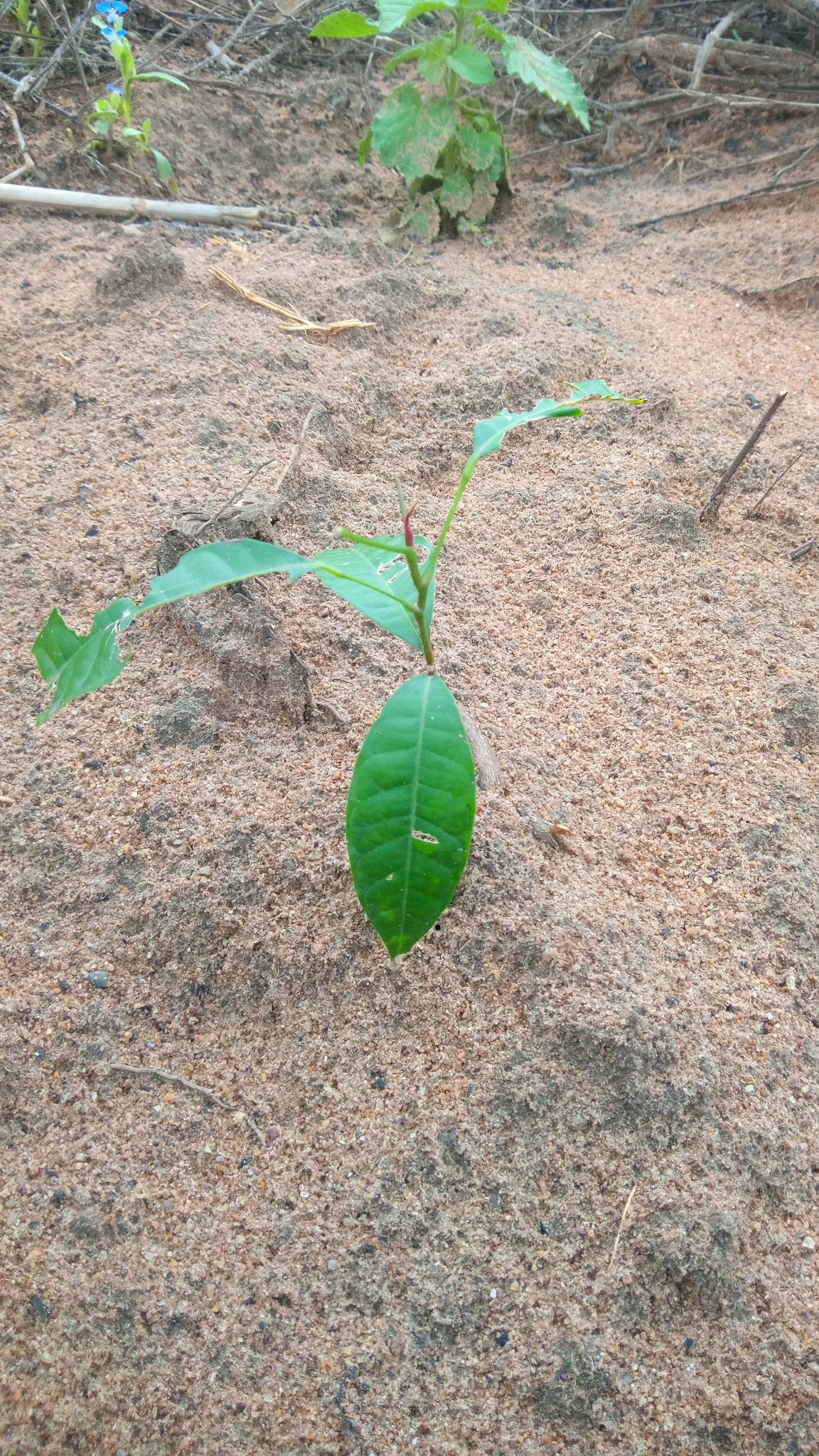 tree
