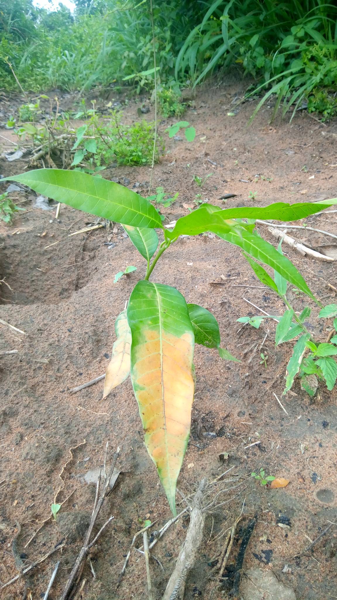 tree