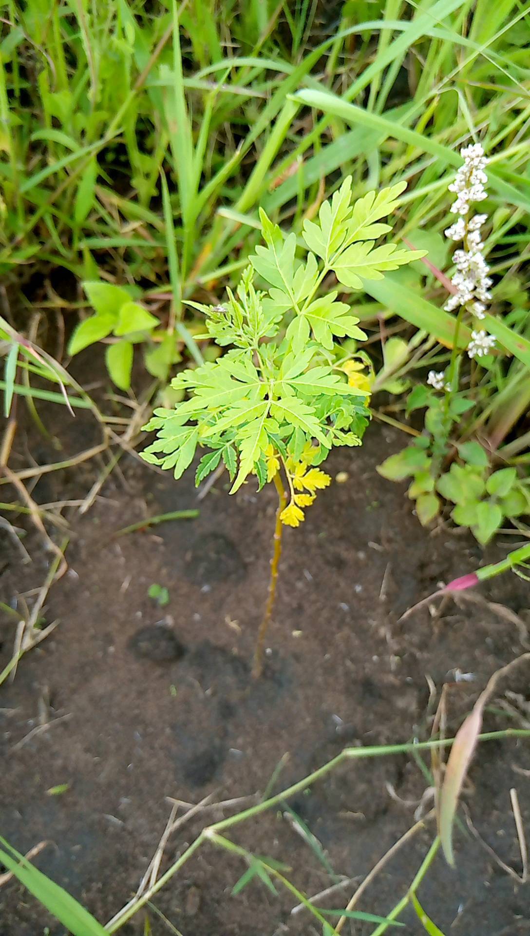 tree