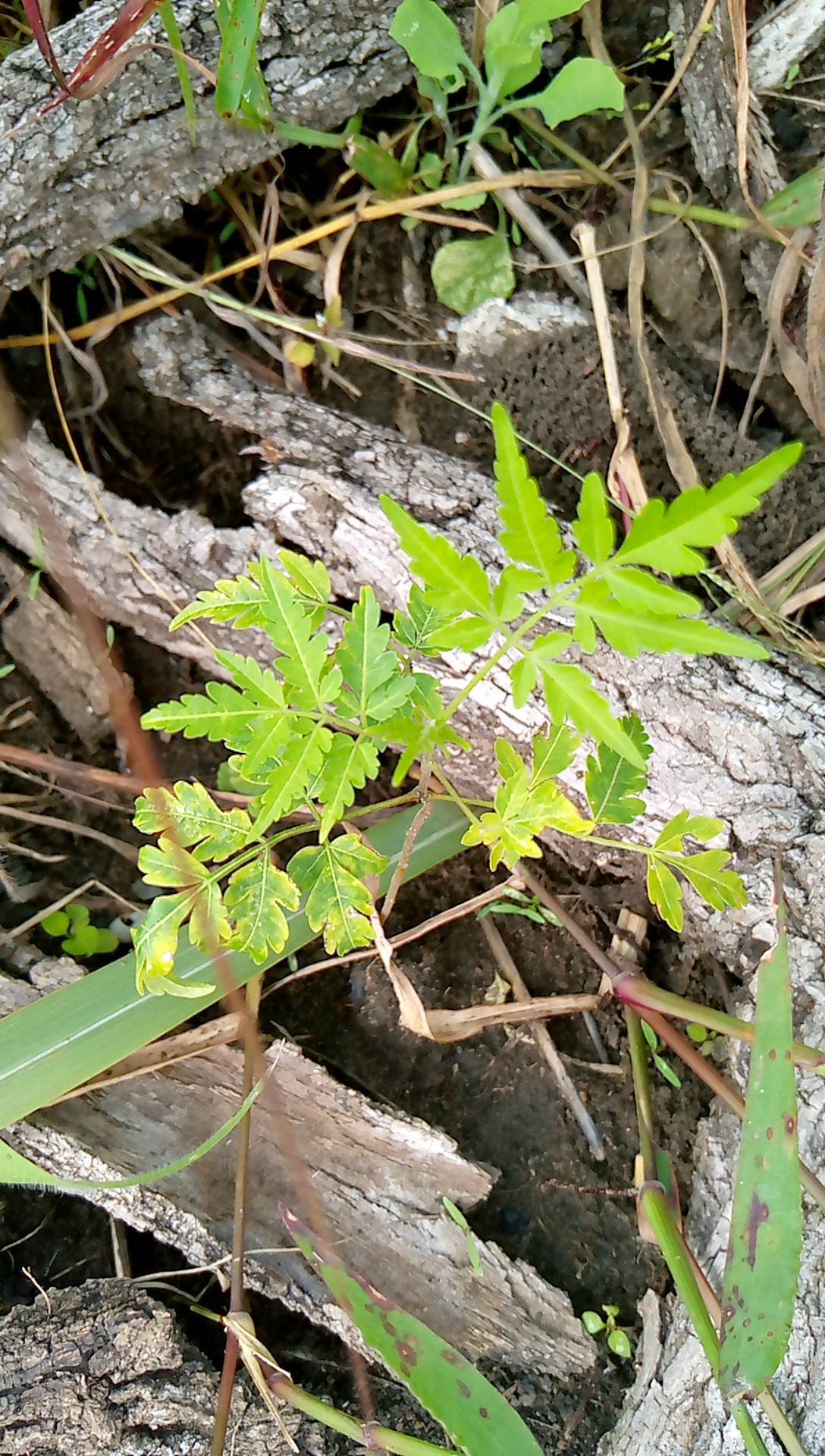 tree