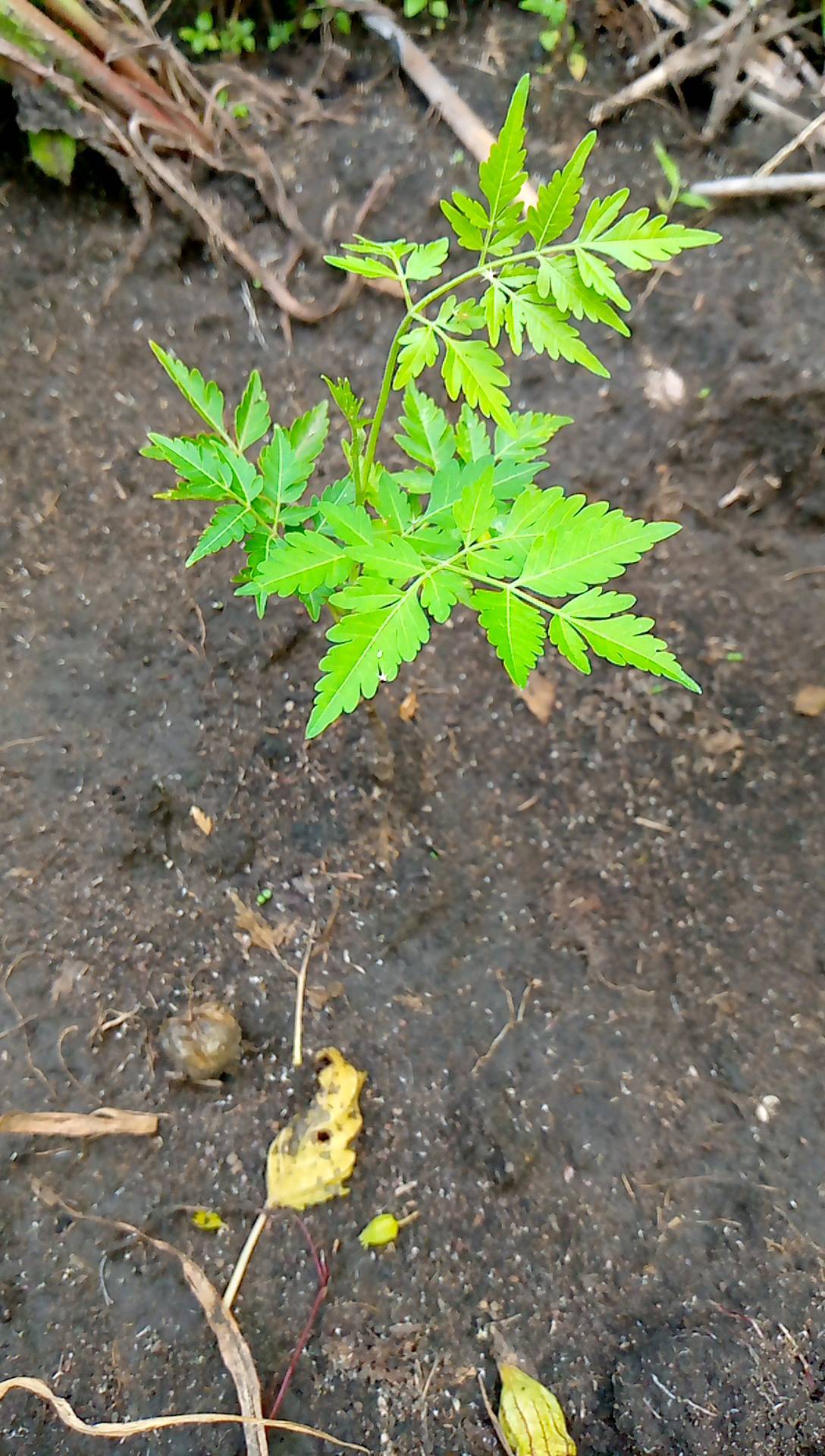 tree