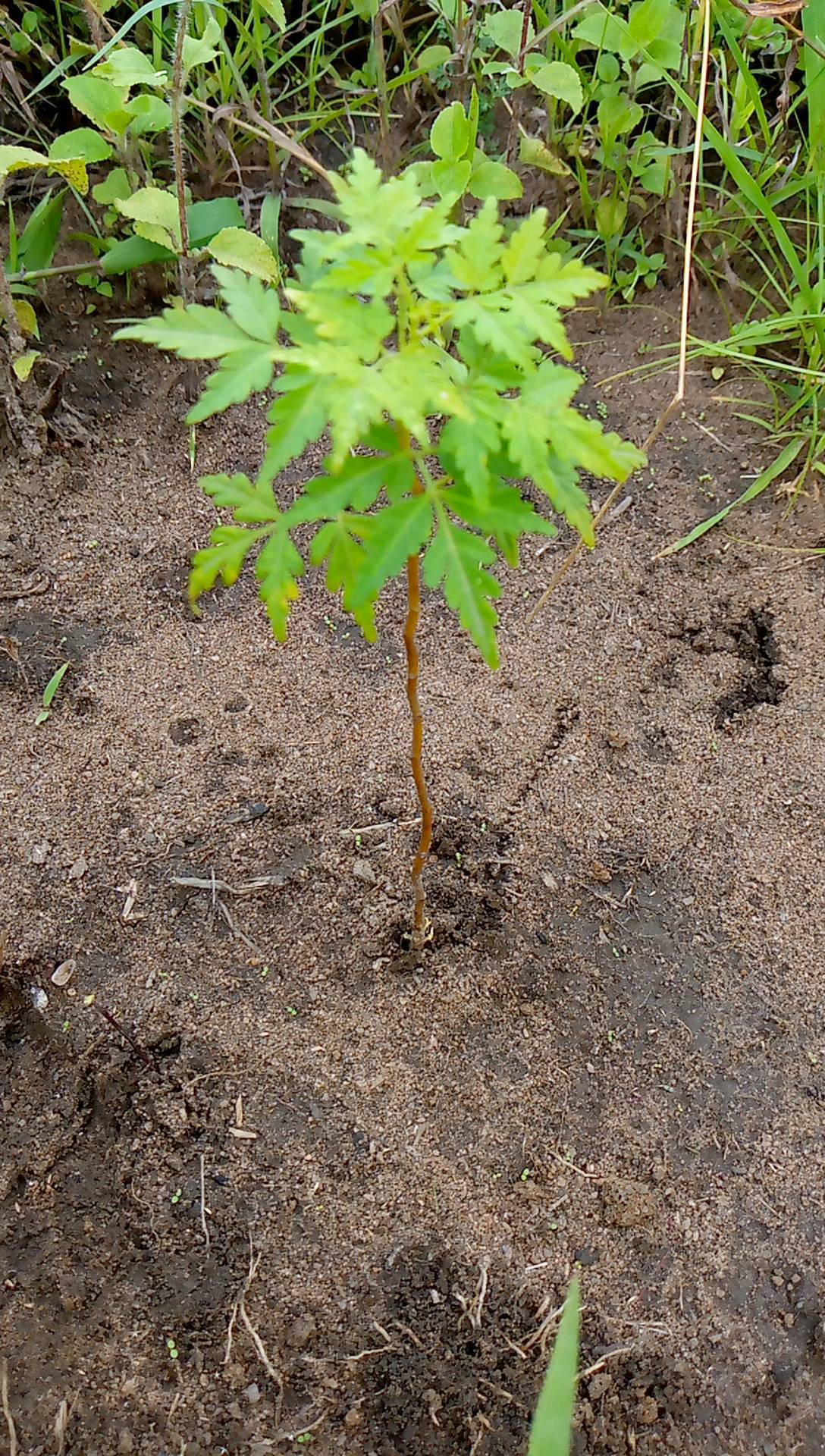 tree