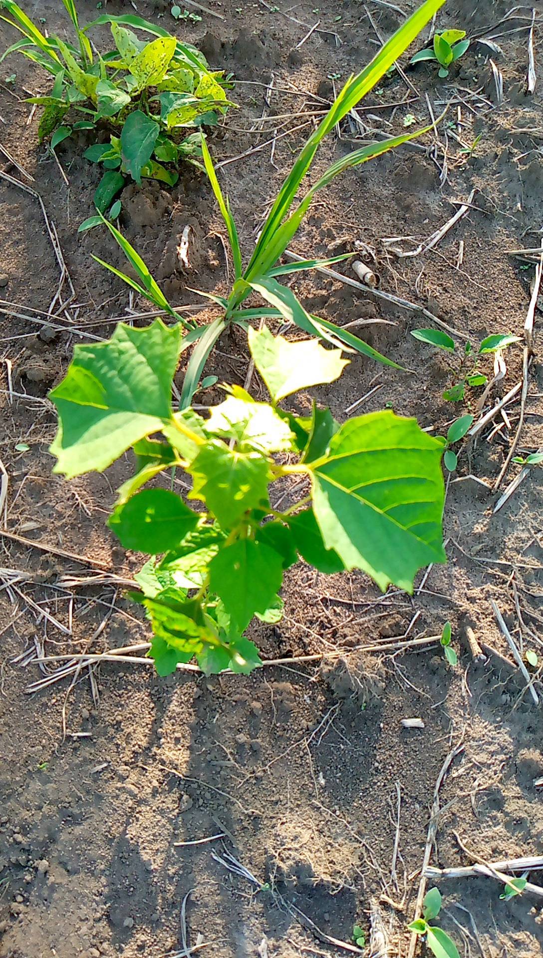 tree