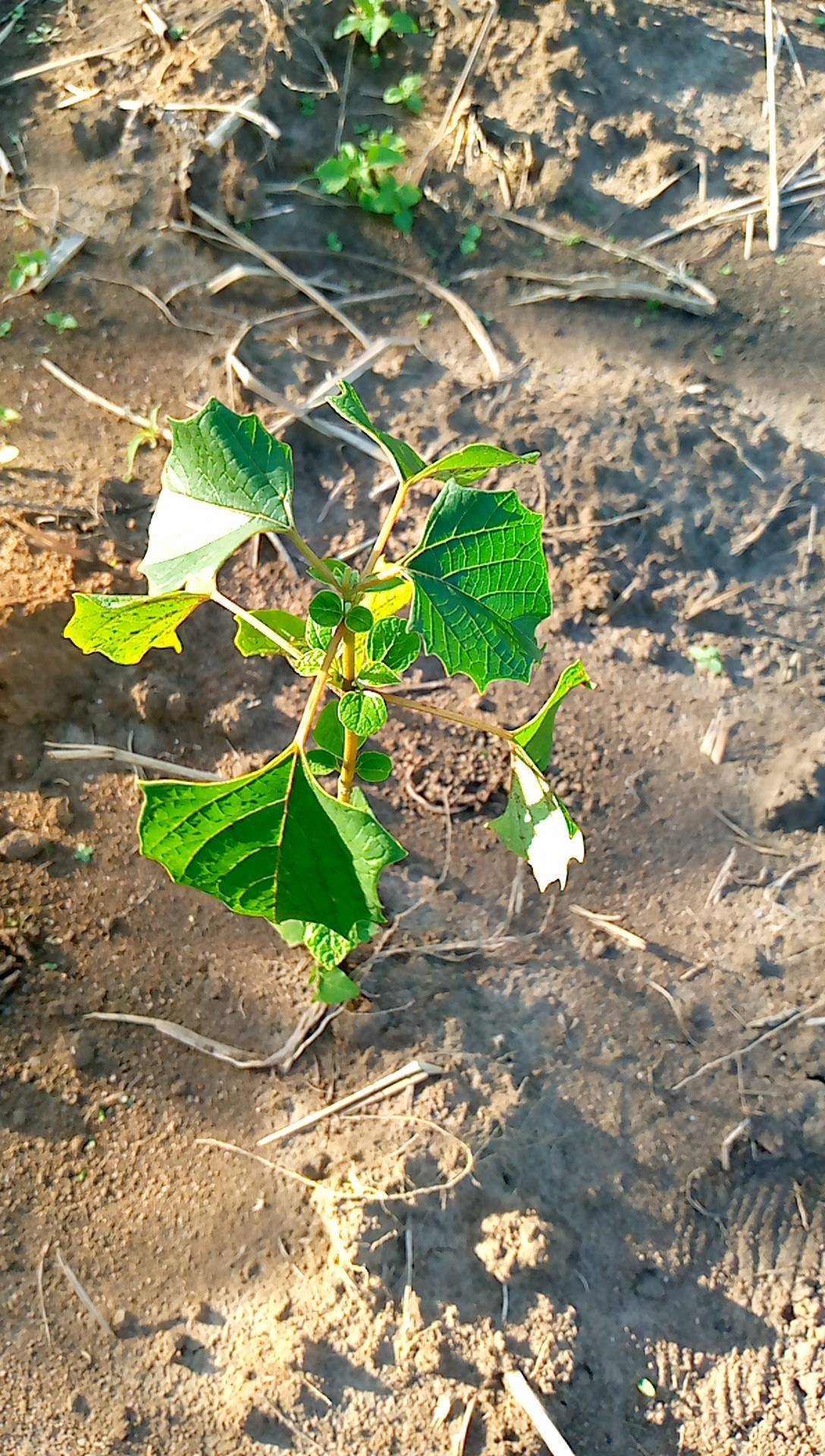 tree