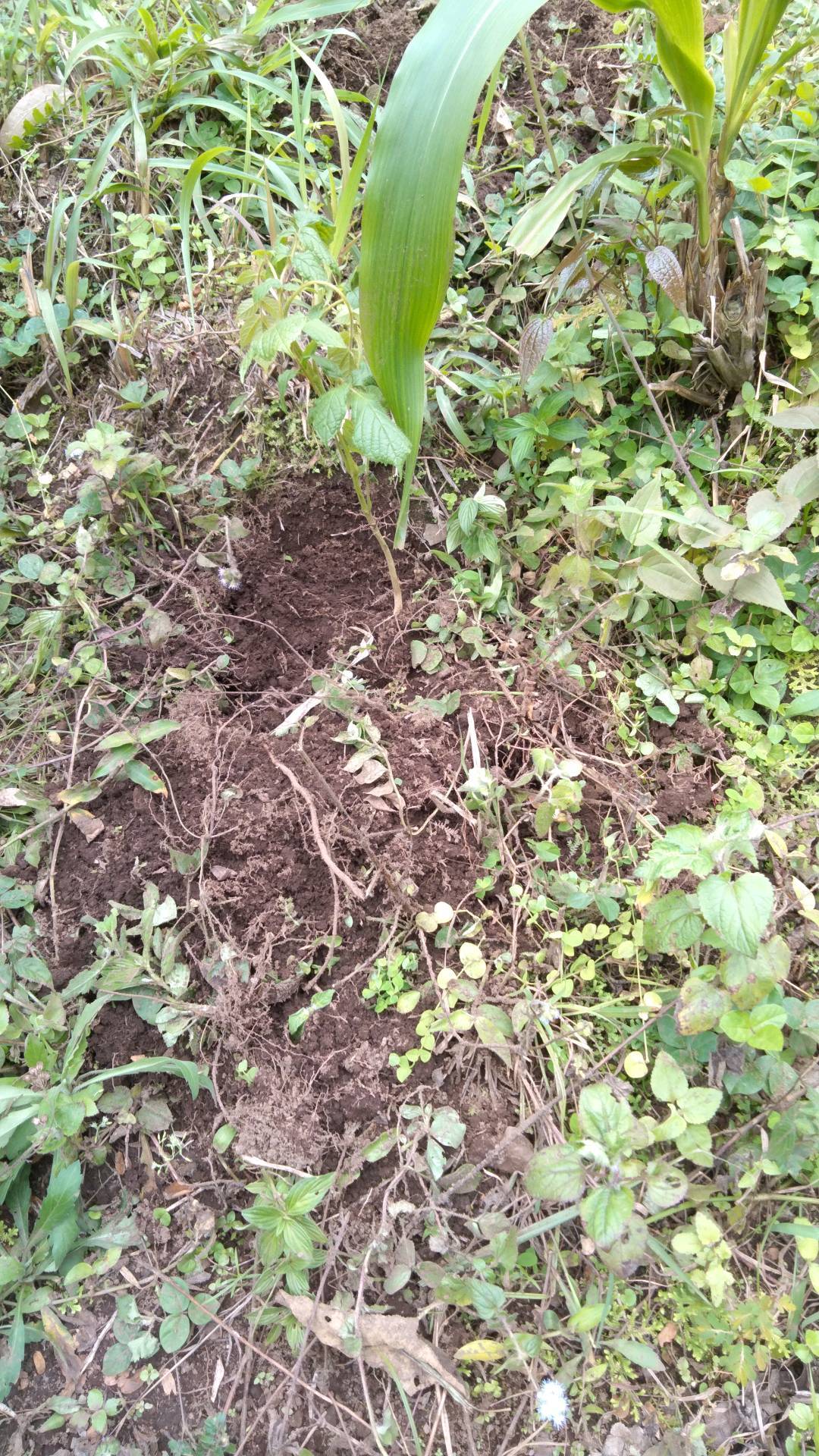 tree