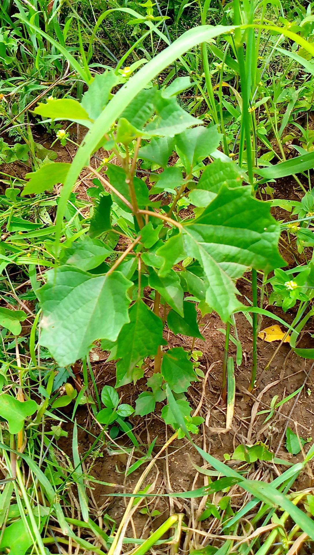 tree