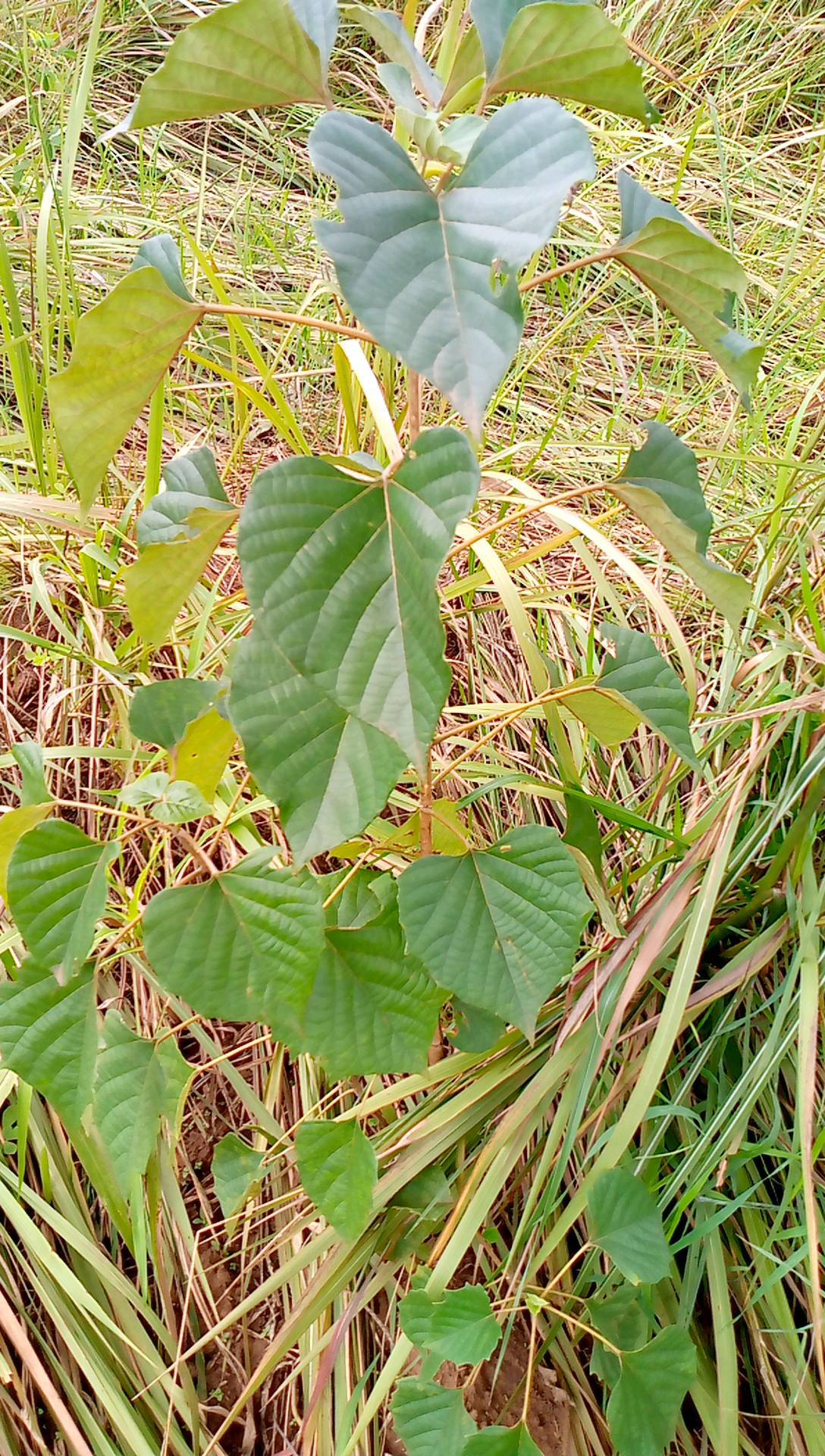 tree