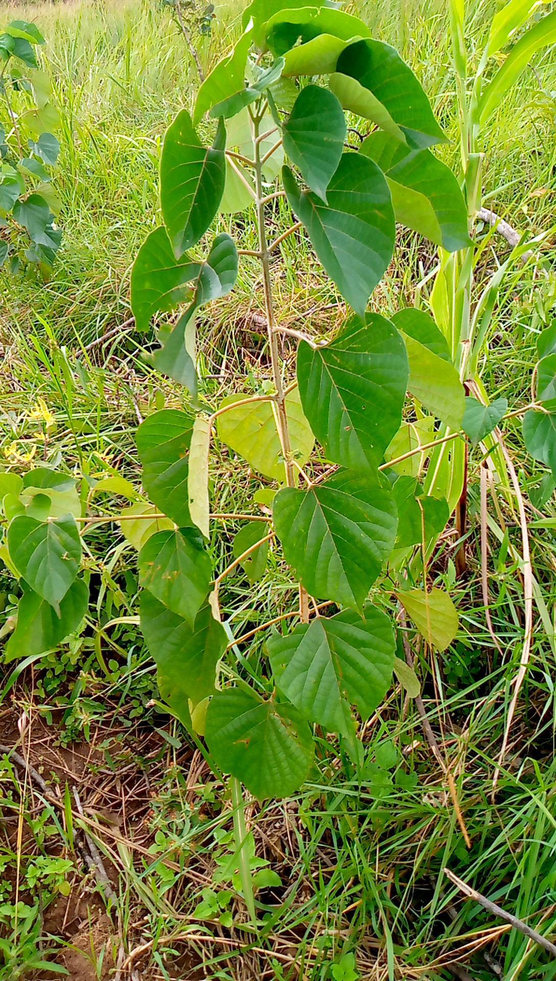 tree