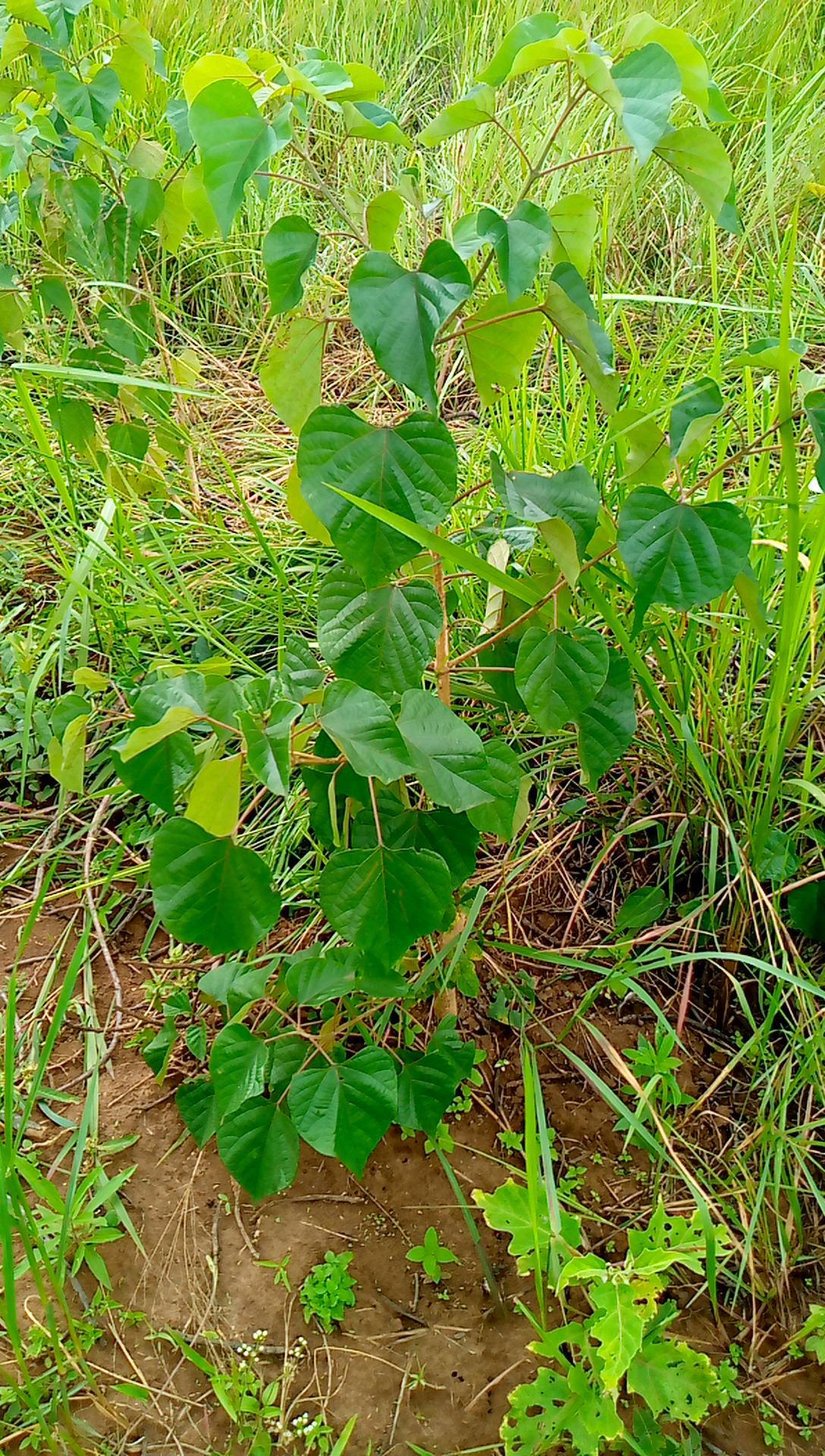 tree
