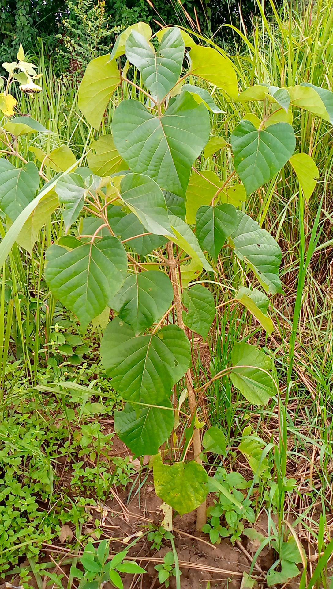 tree