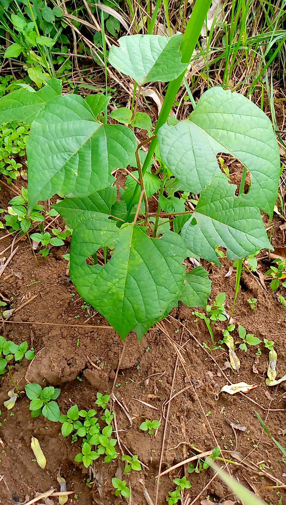 tree