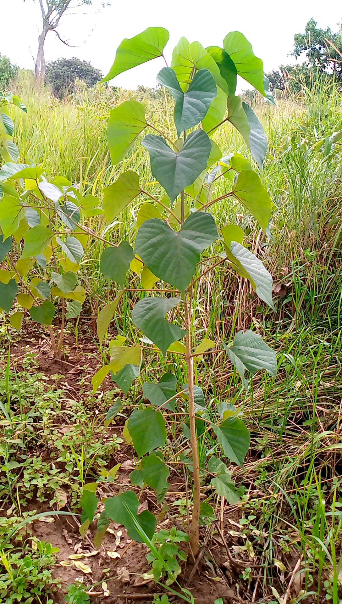 tree