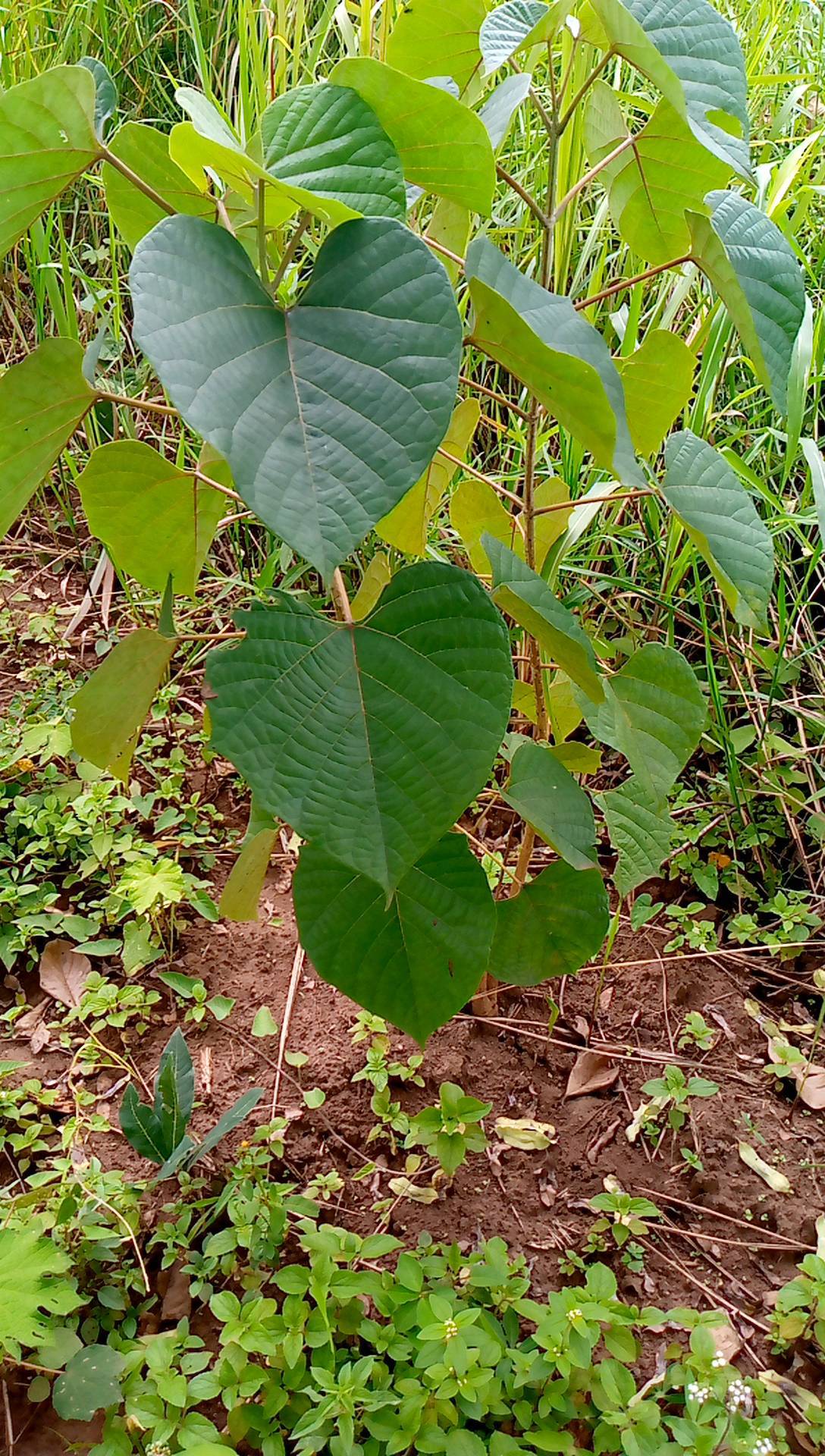 tree