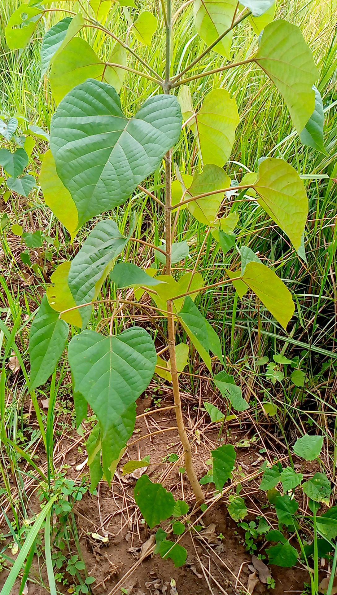 tree