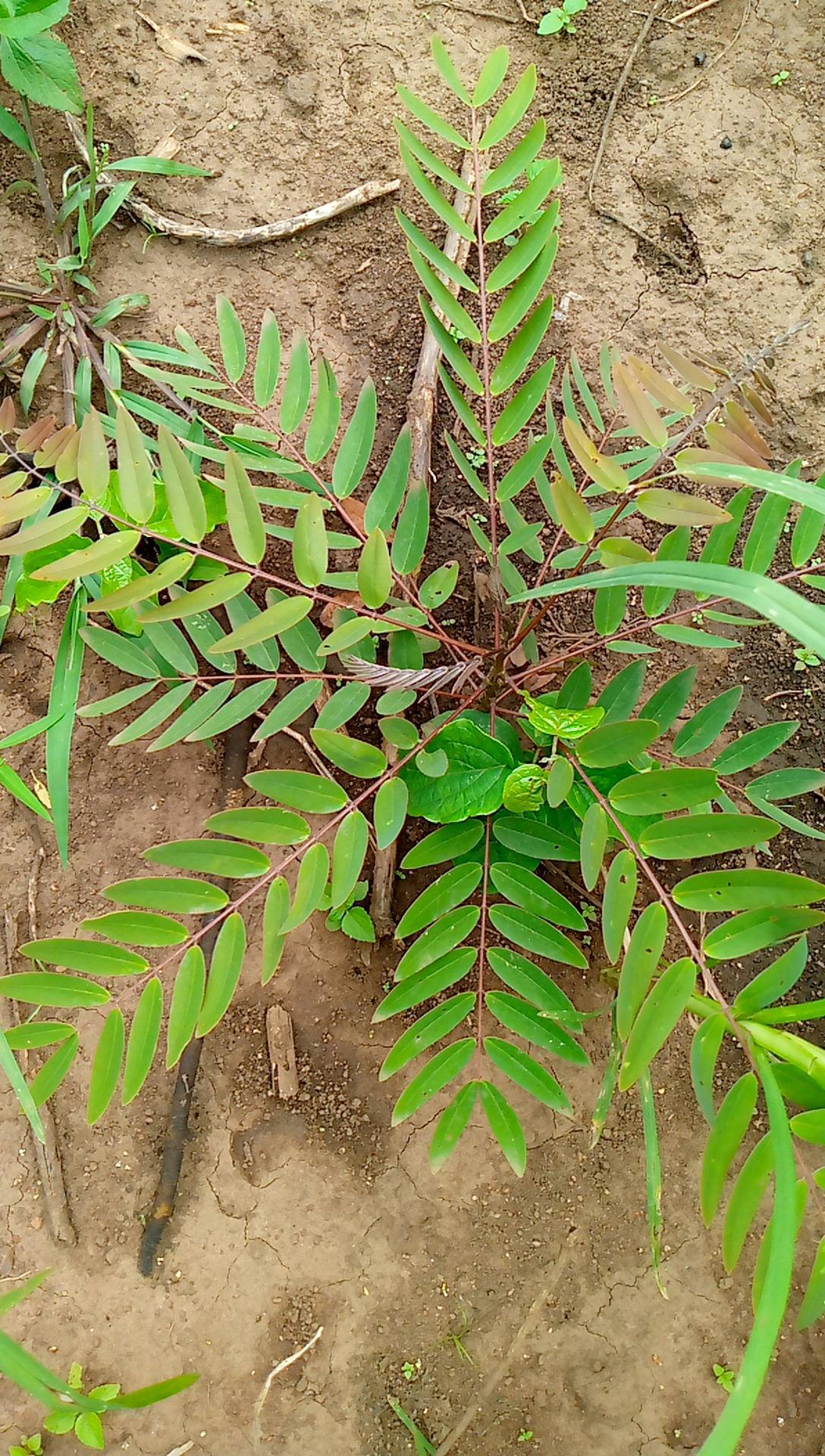 tree