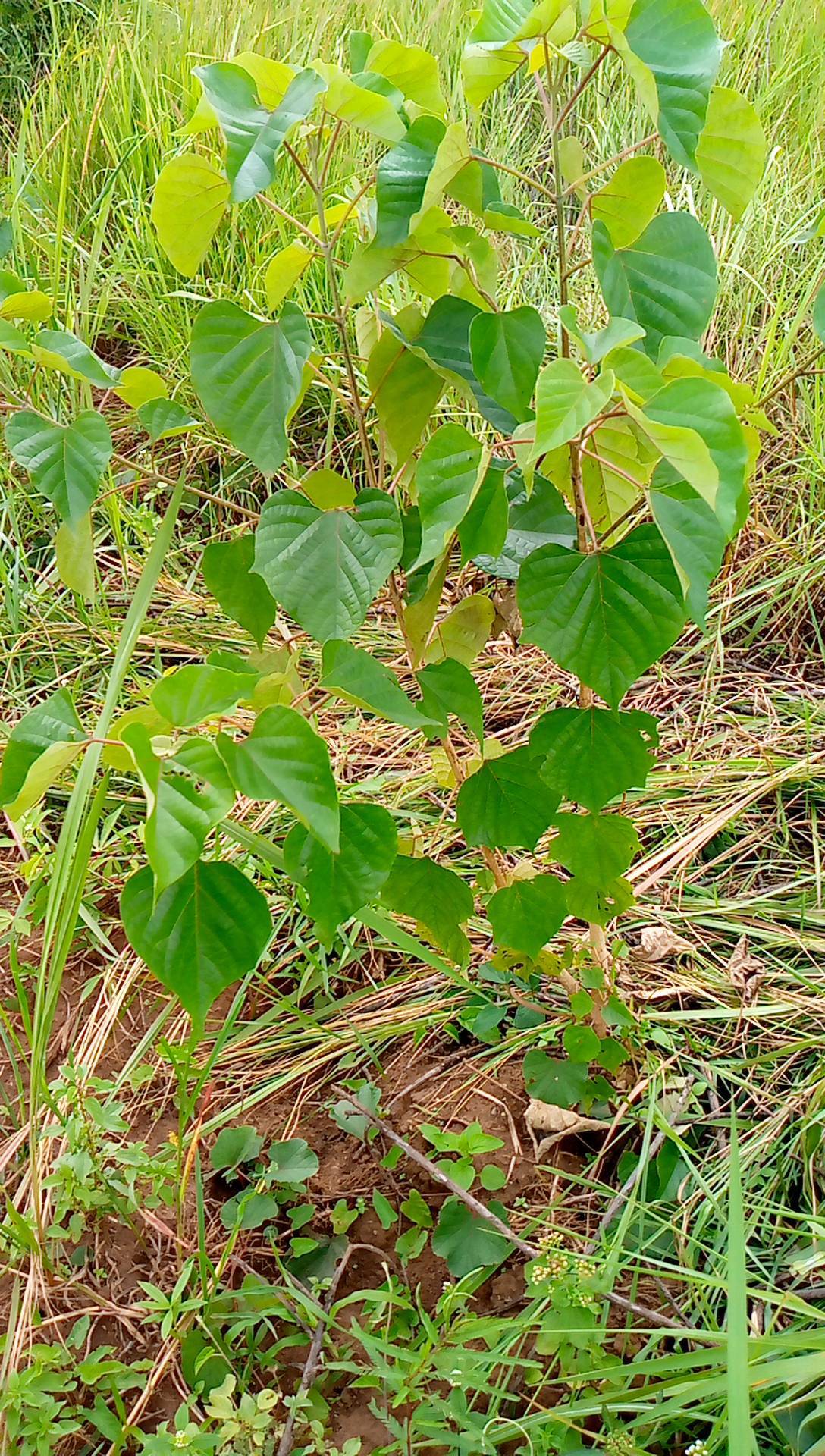 tree