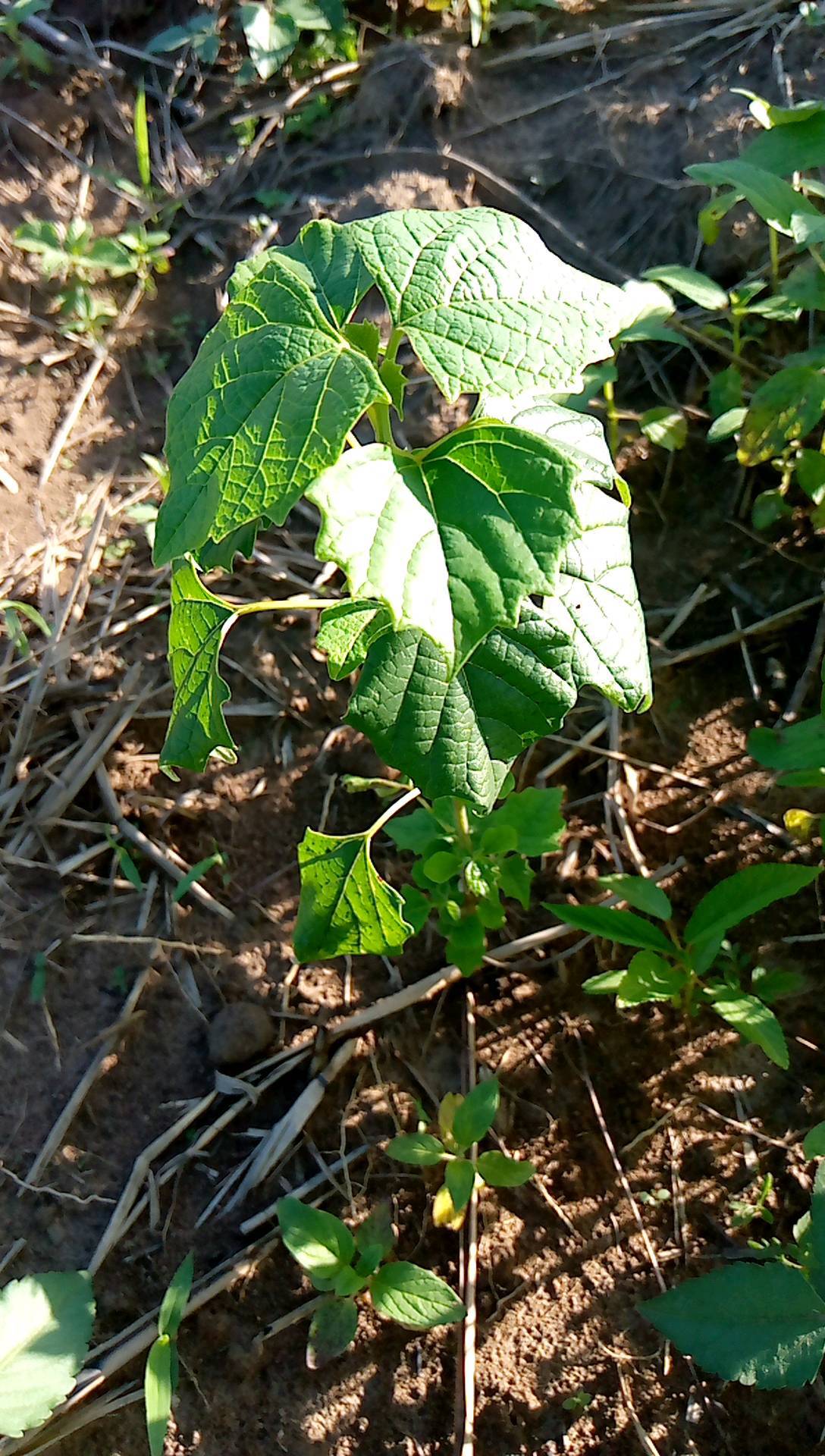 tree