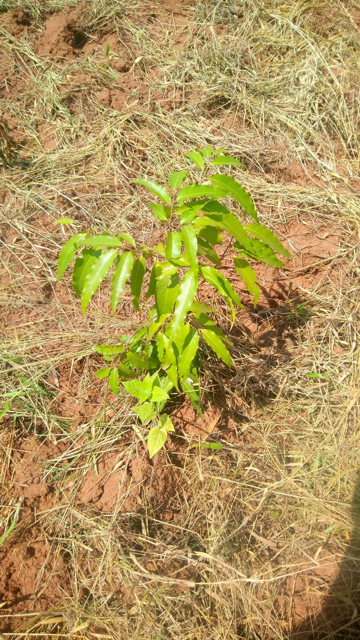 tree
