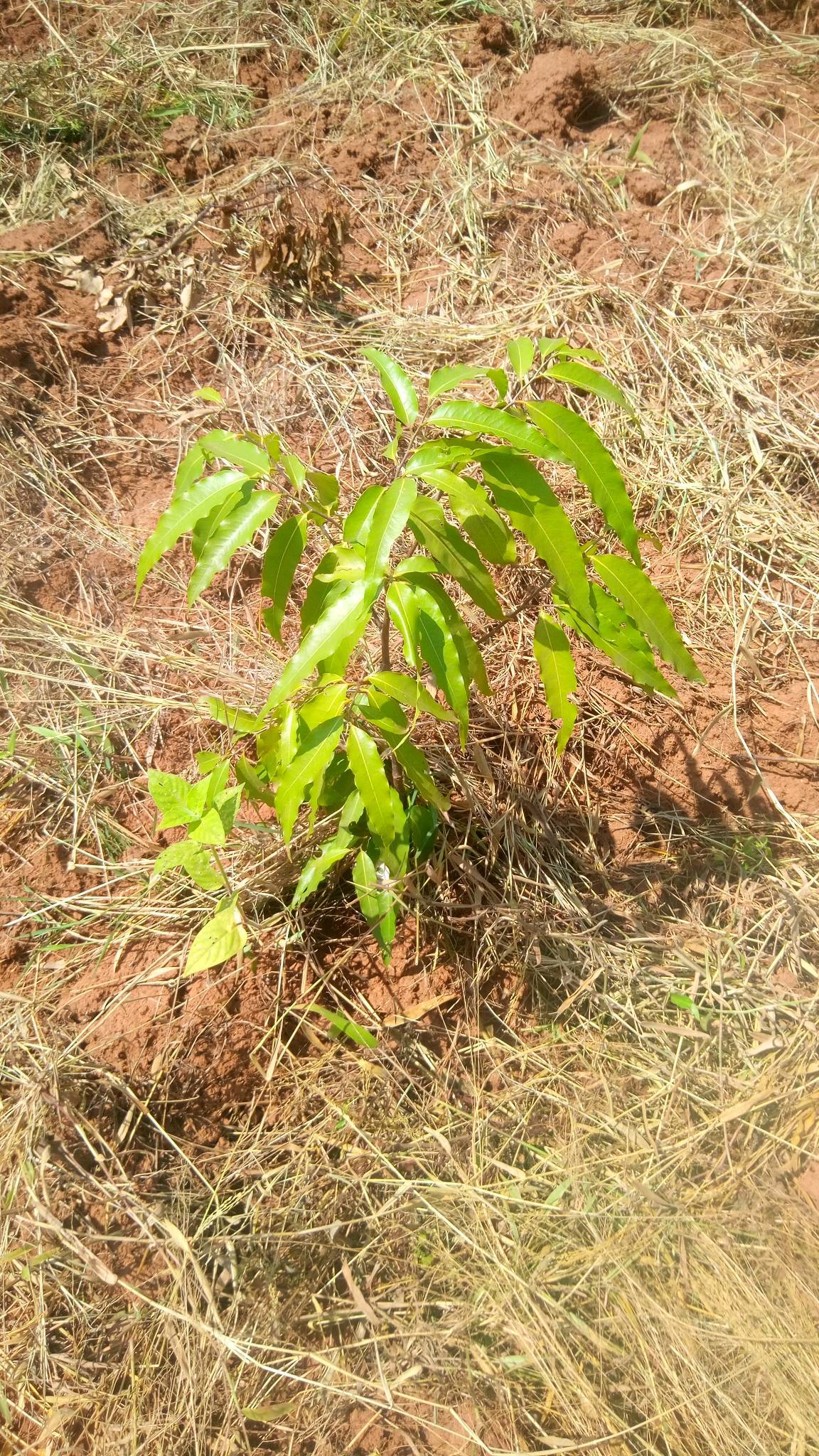 tree