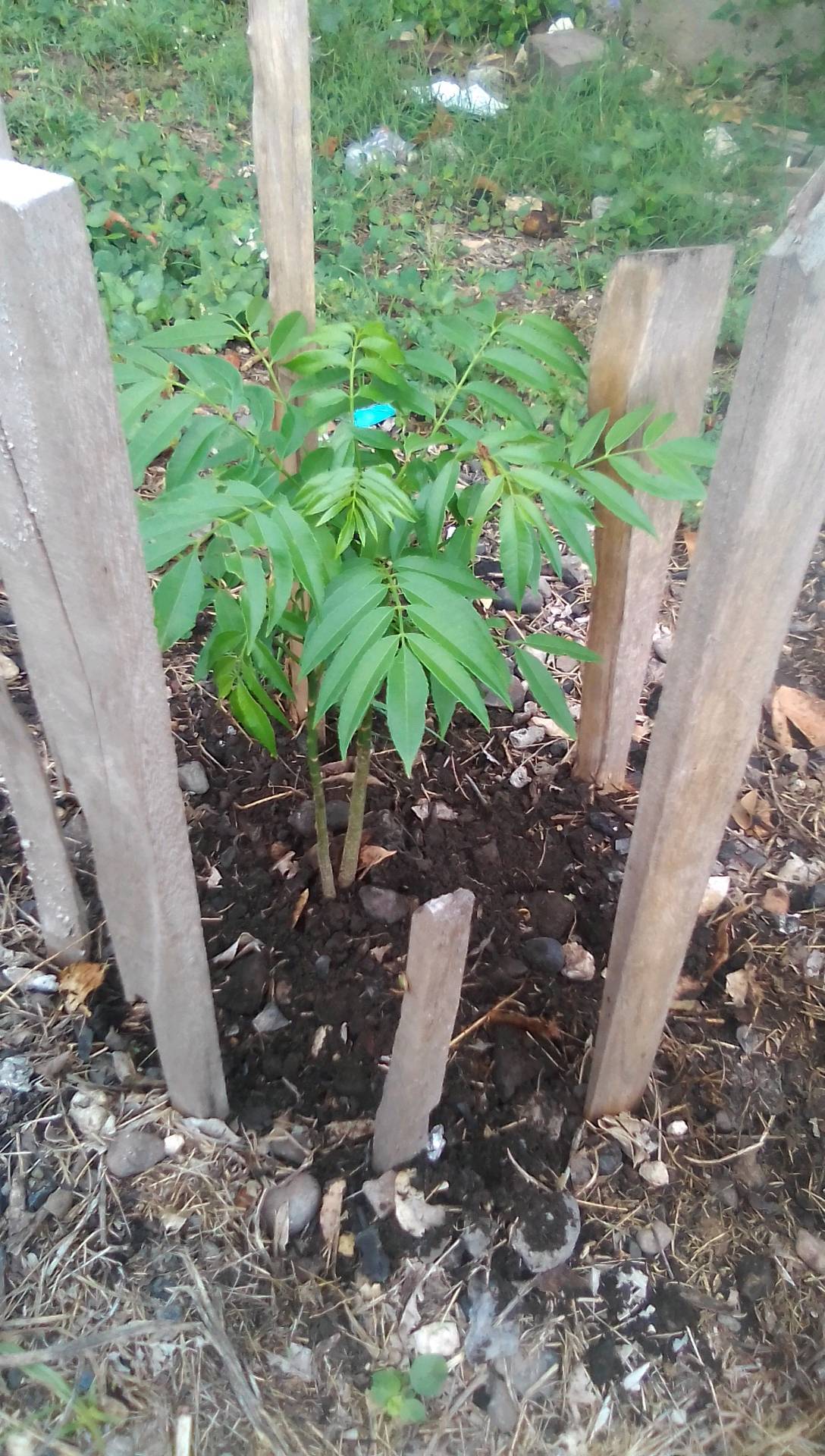 tree