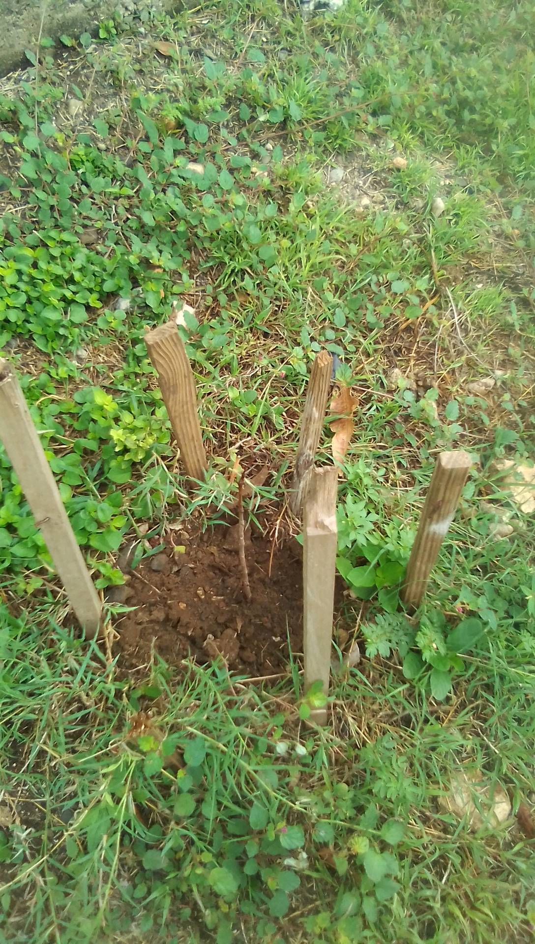 tree