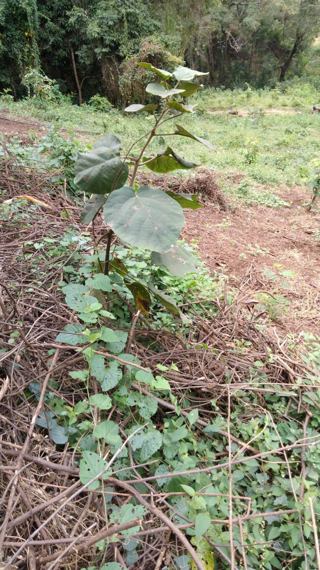 tree